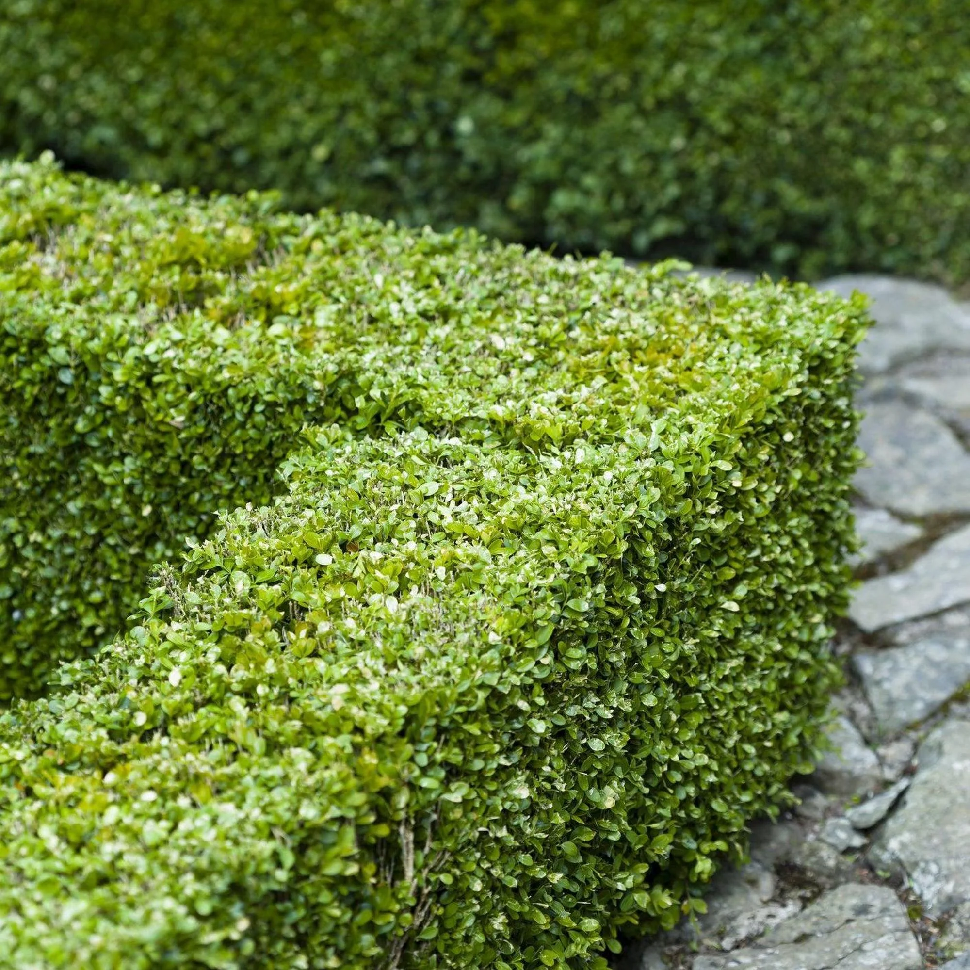 Japanese Box - Buxus microphylla japonica - Image 3