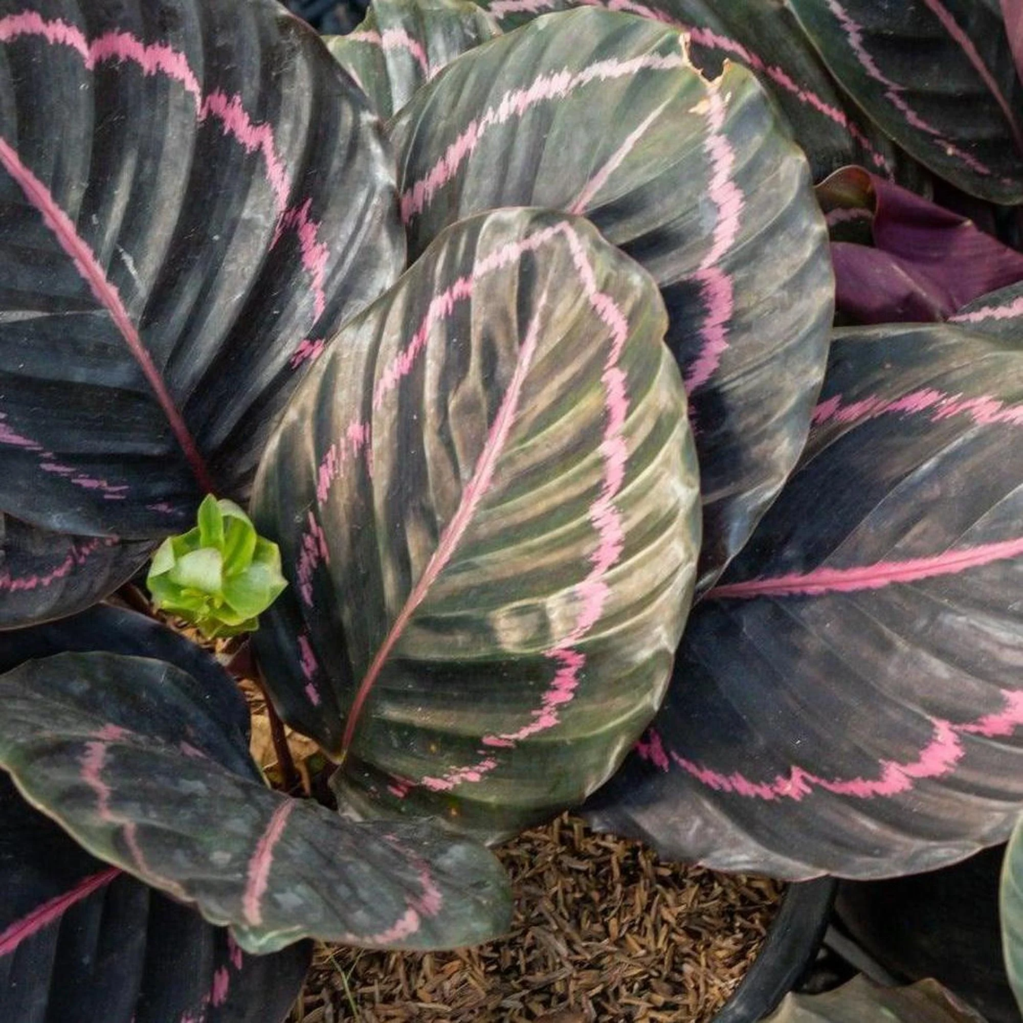 Jungle Rose Calathea - Calathea 'Jungle Rose'