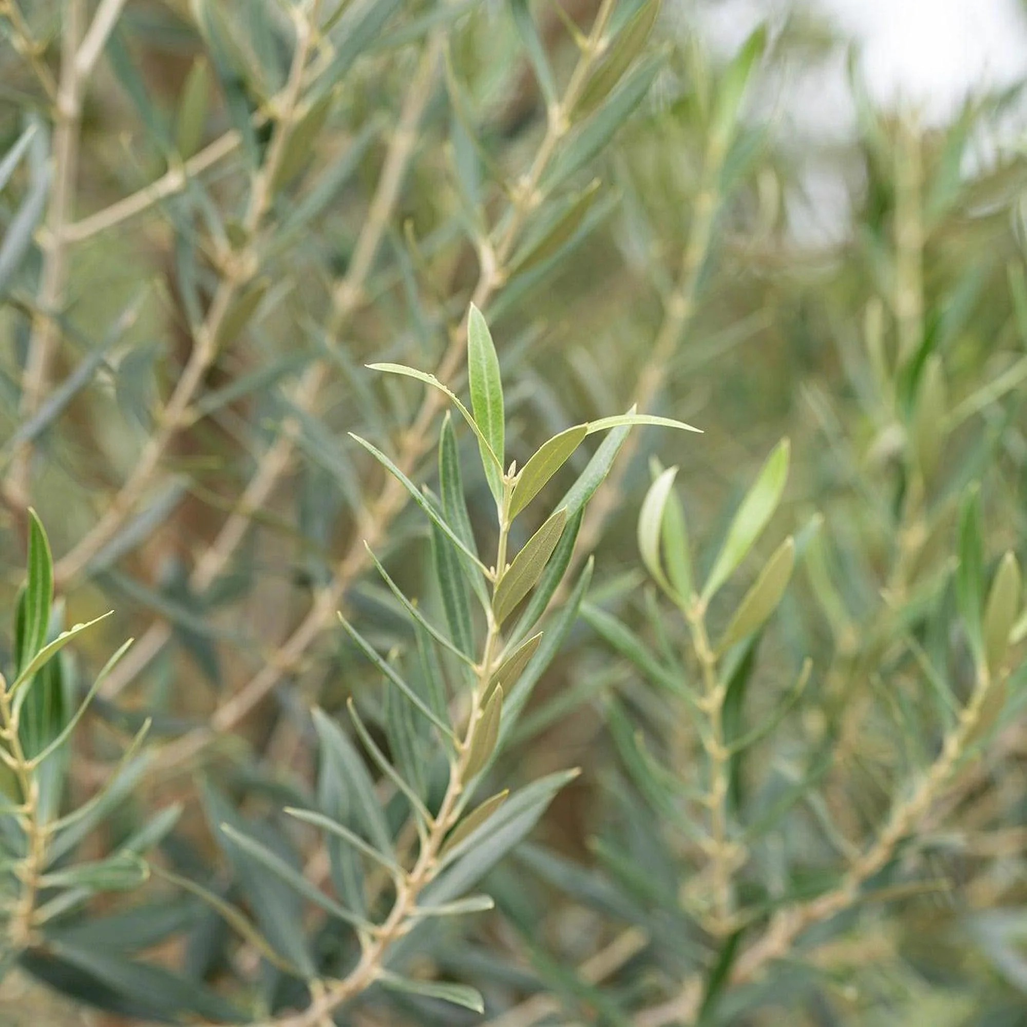 Kalamata Olive Tree - Olea europaea 'Kalamata' - Image 3