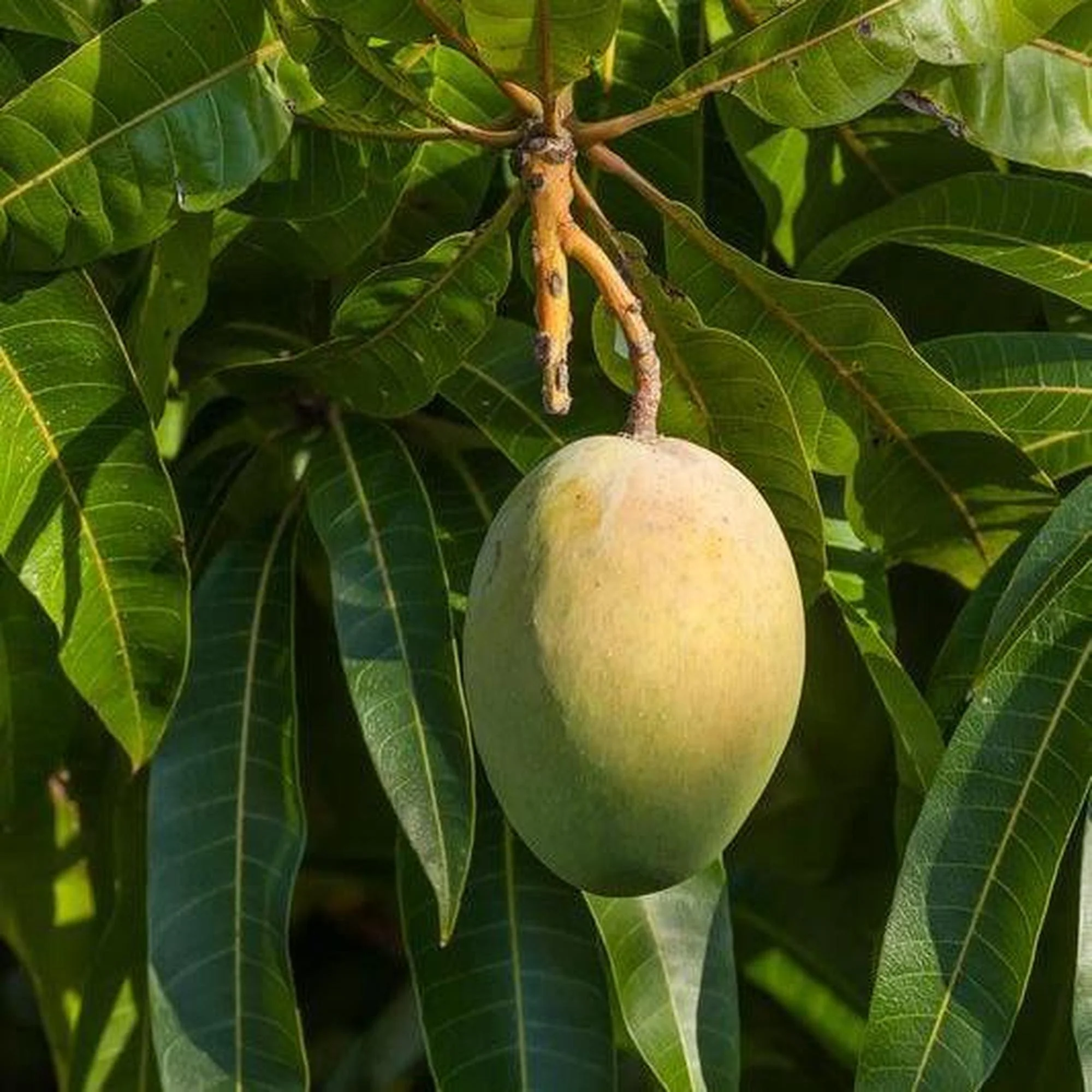Kensington Pride Mango Tree - Mangifera indica 'Kensington Pride'