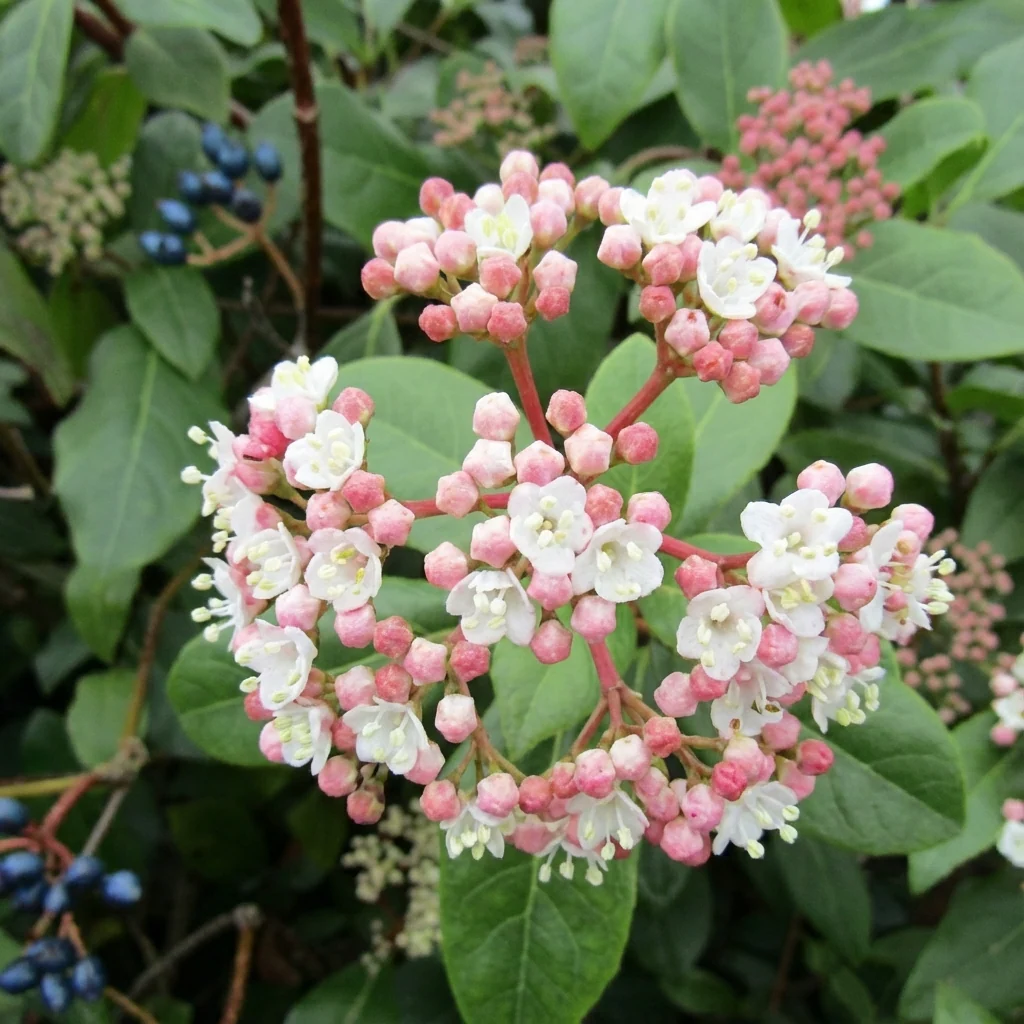 Laurustinus Viburnum - Viburnum tinus - Image 2