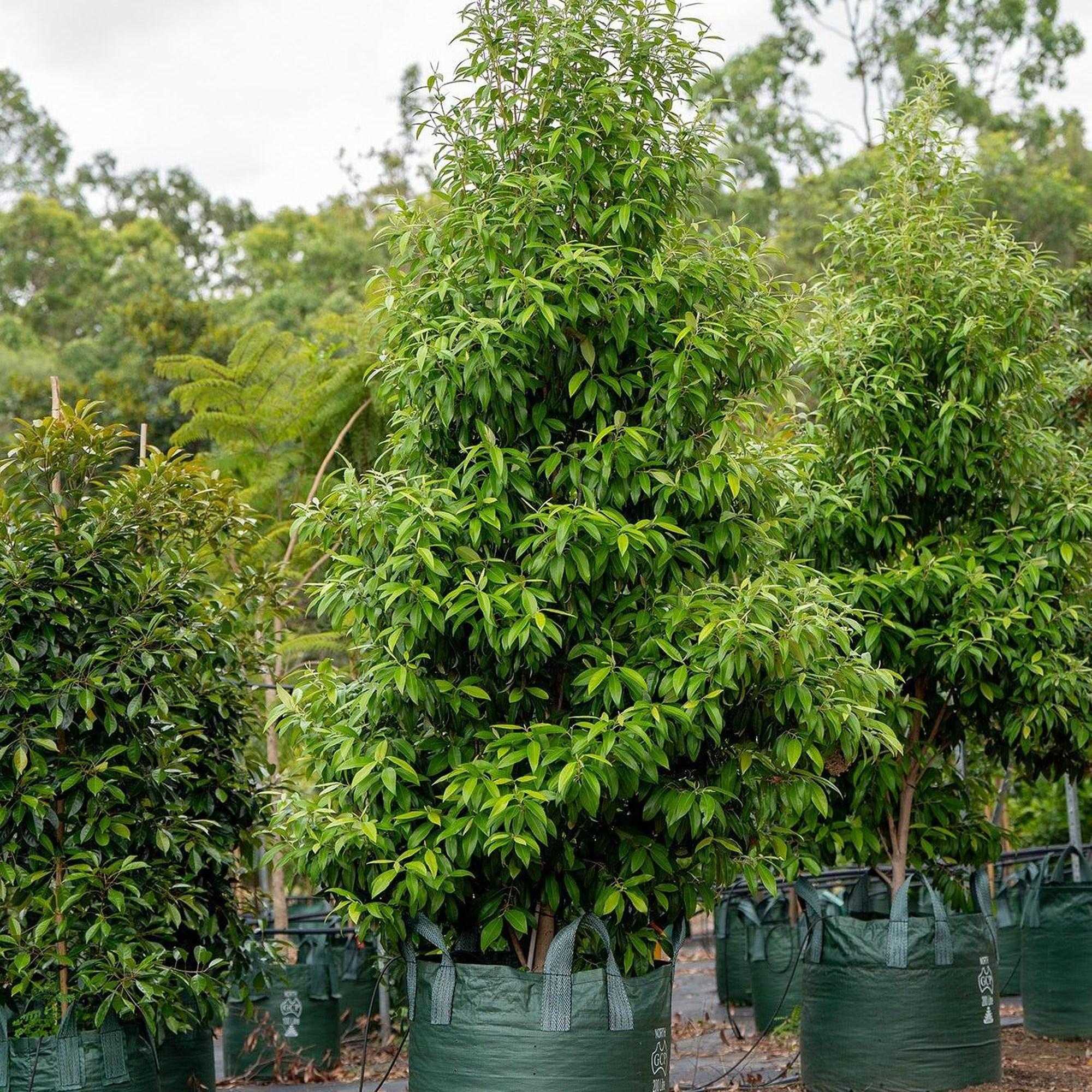 Lemon Scented Myrtle - Backhousia citriodora - Image 3