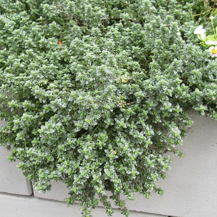 Lemon Thyme - Thymus citriodorus - Image 2