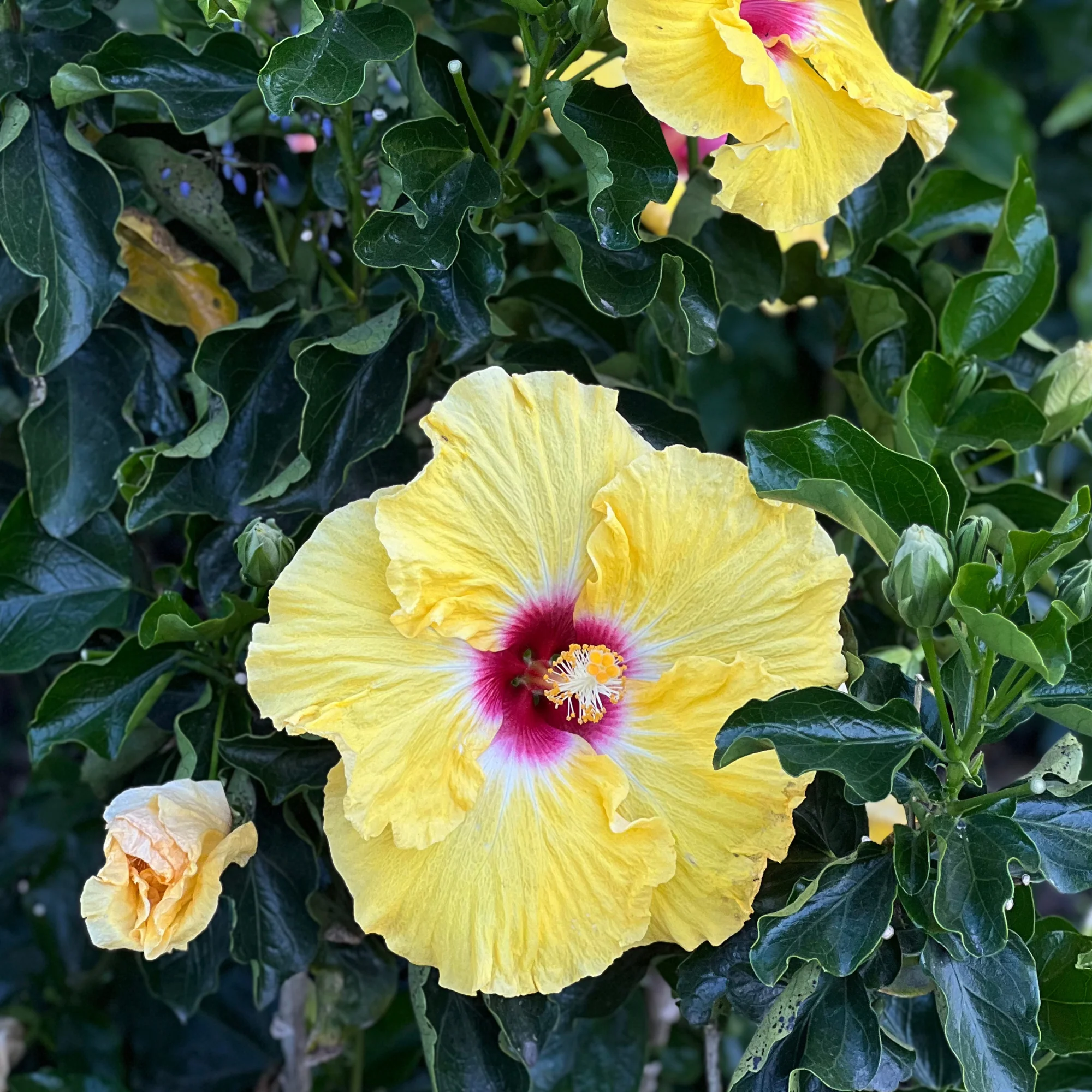 Lollipops Hibiscus - Hibiscus 'Lollipops' - Image 2