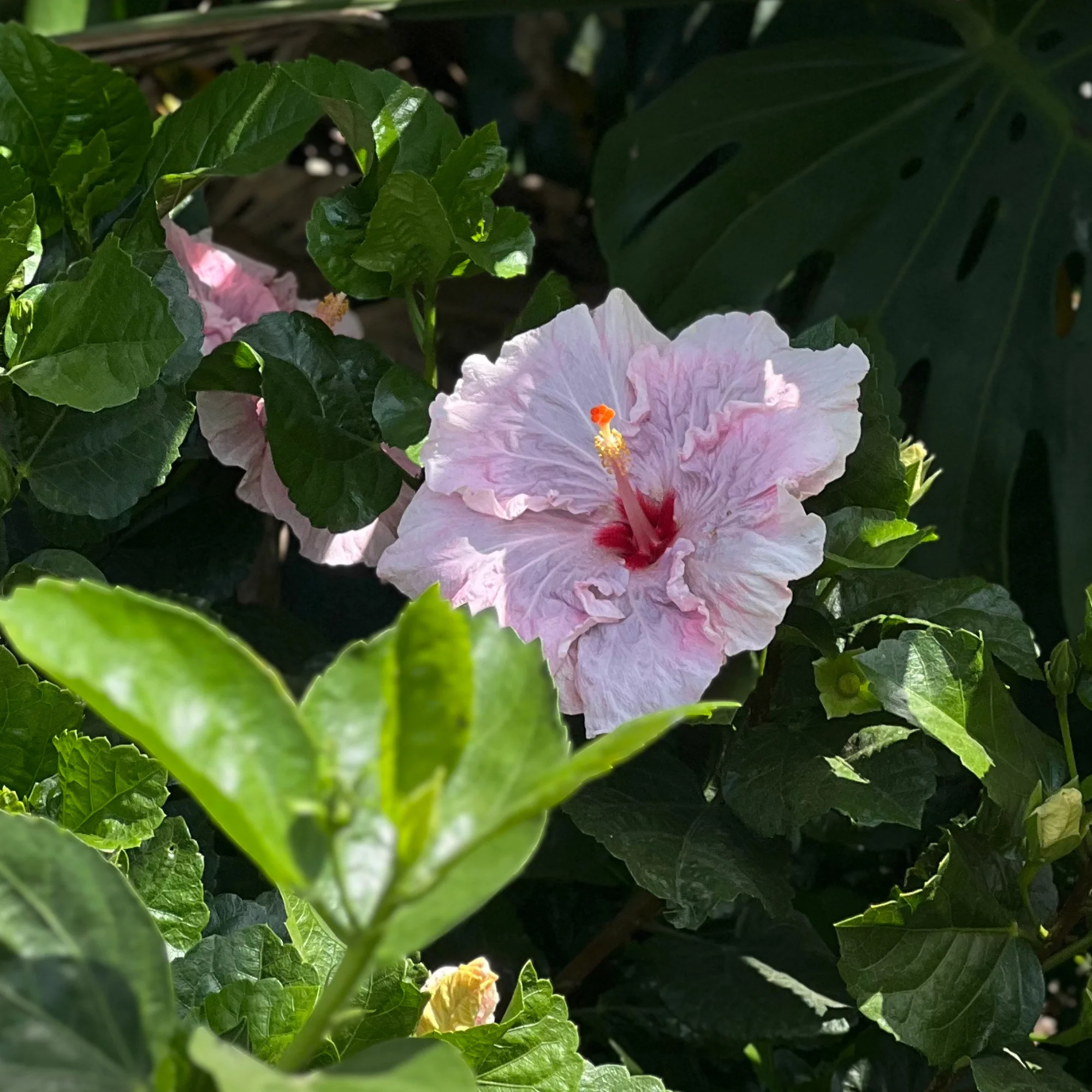 Lollipops Hibiscus - Hibiscus 'Lollipops' - Image 3