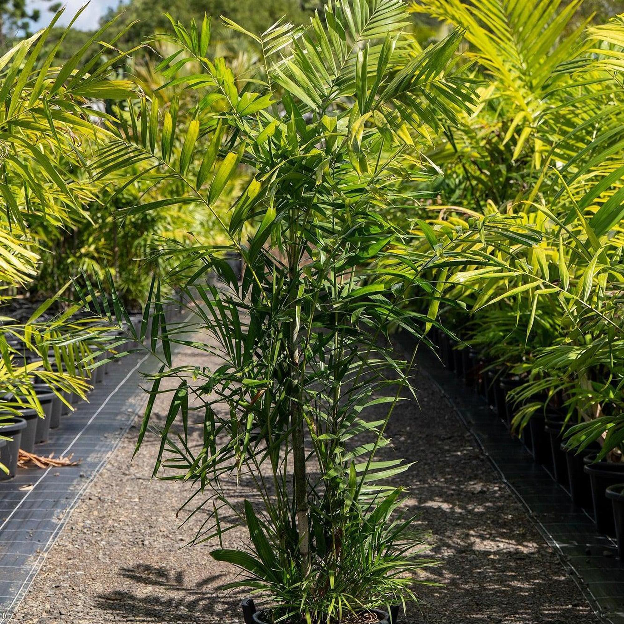 Macarthur Palm - Ptychosperma macarthurii