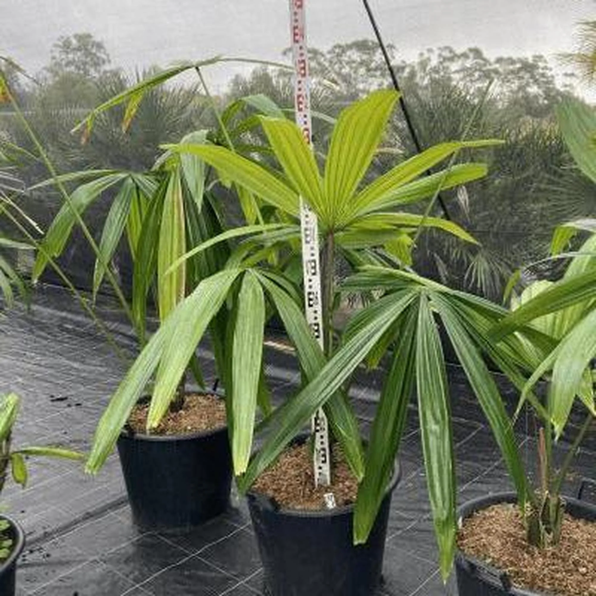 Palms for Sale
