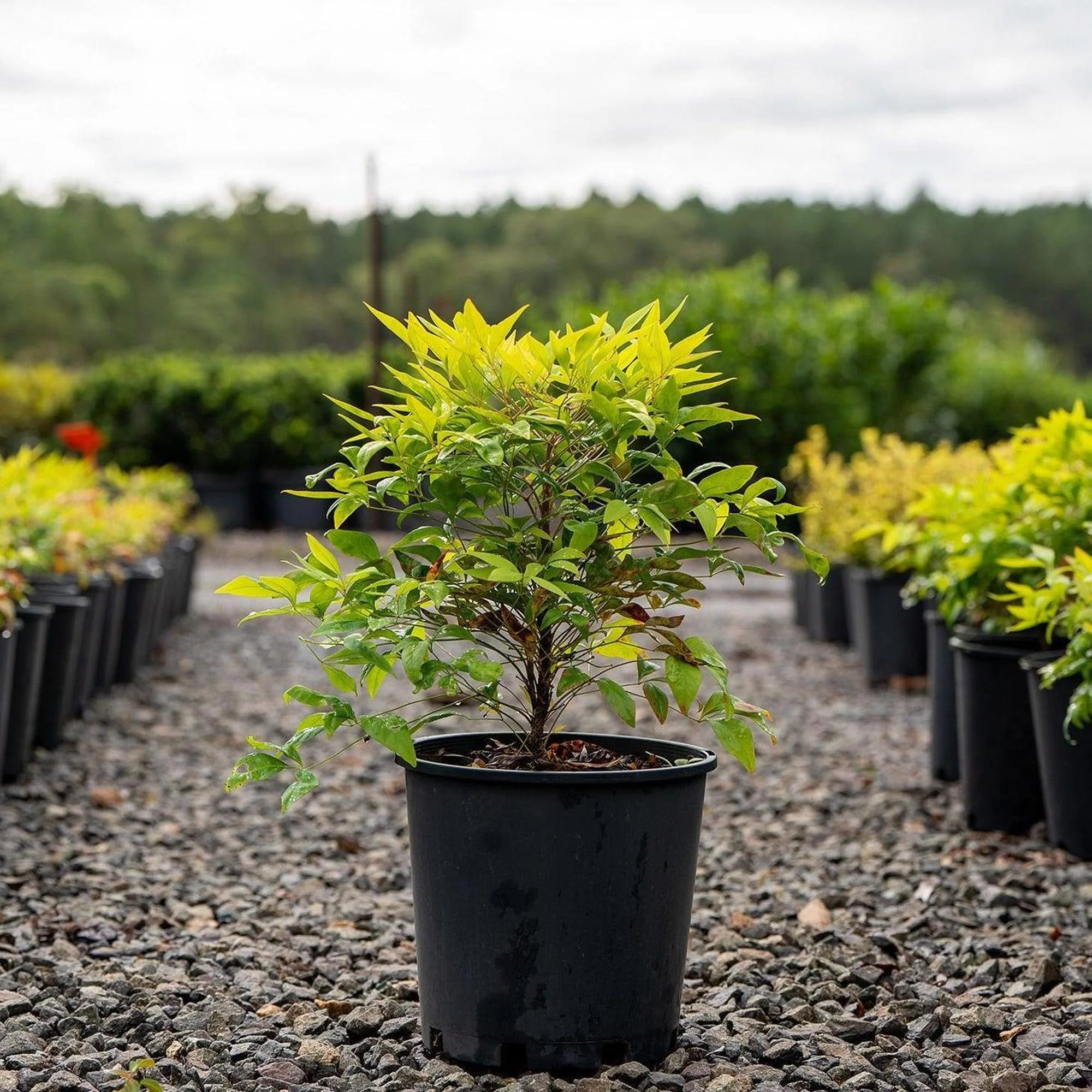 Magical Lemon Lime Nandina - Nandina domestica 'Magical Lemon Lime' - Image 2