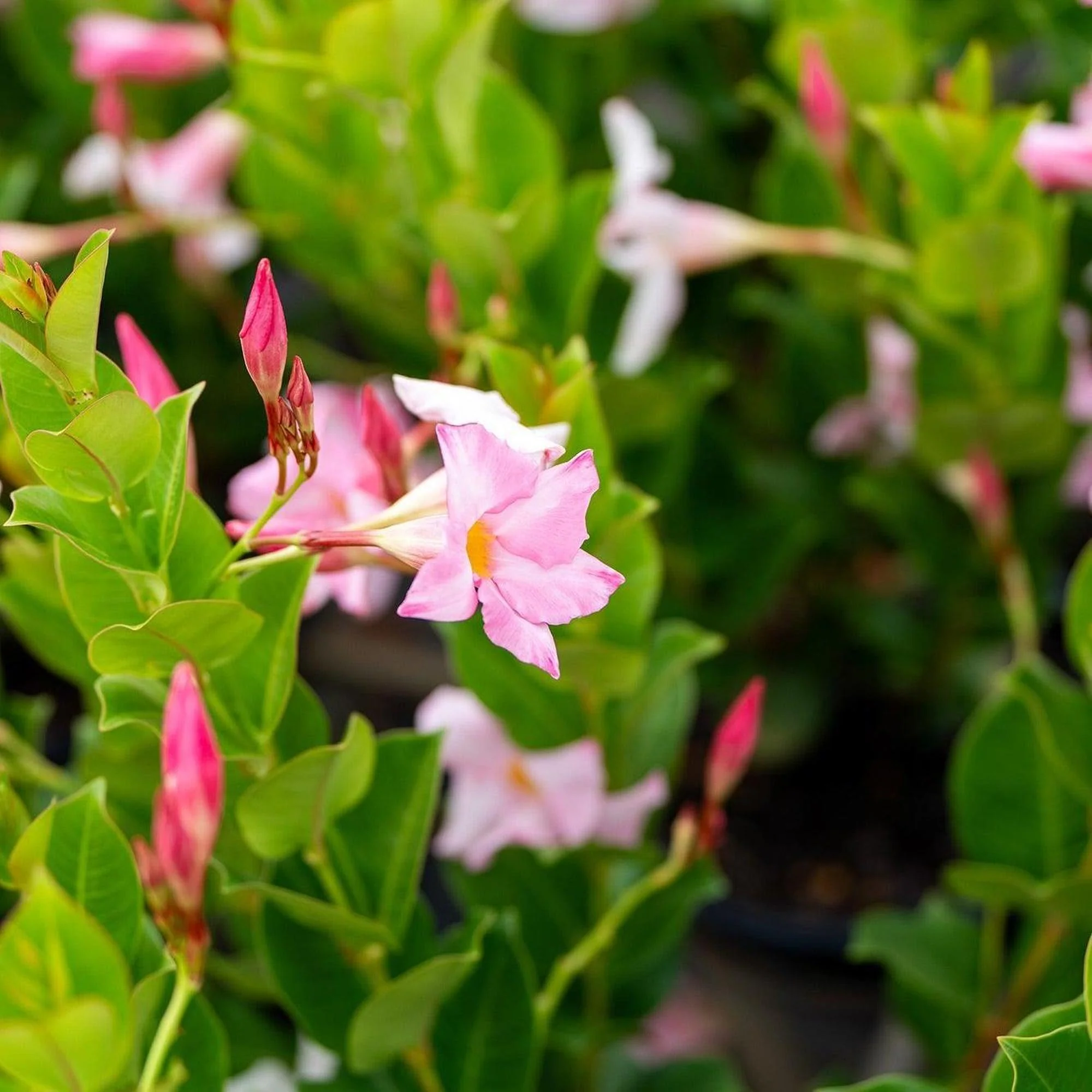 Merlin's Magic Dipladenia - Dipladenia sanderi 'Rosea'