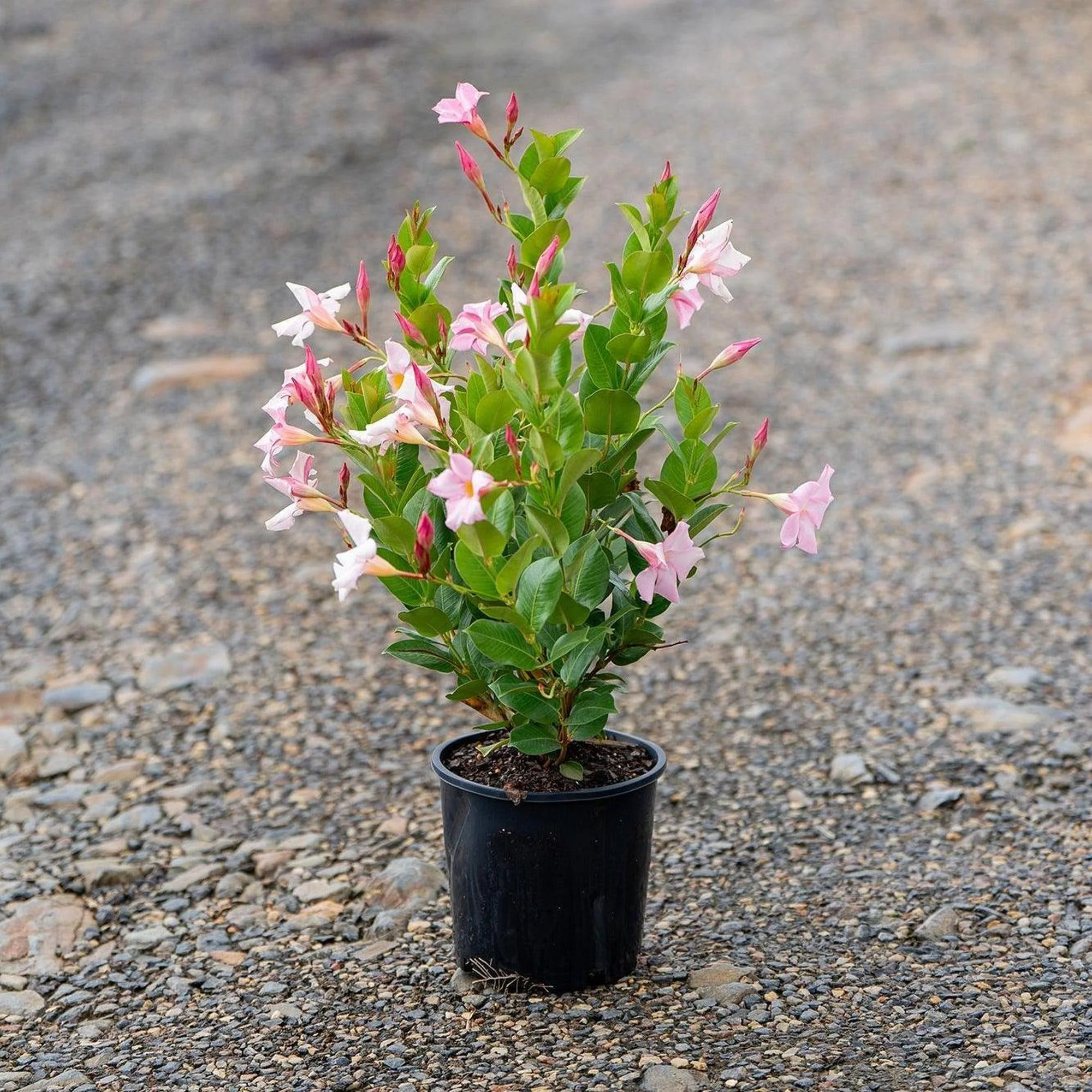Merlin's Magic Dipladenia - Dipladenia sanderi 'Rosea' - Image 2