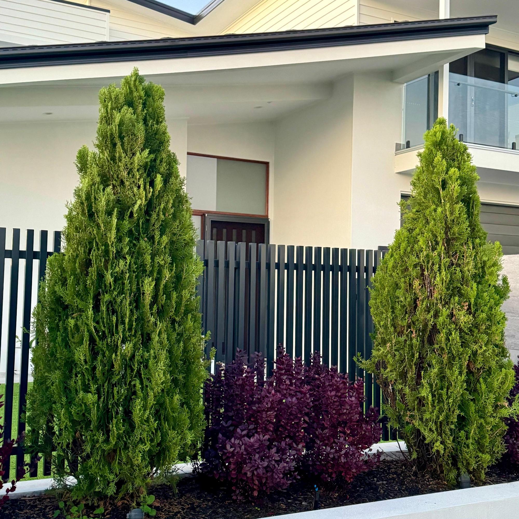 Morganii Oriental Arborvitae - Thuja orientalis 'Morgan'