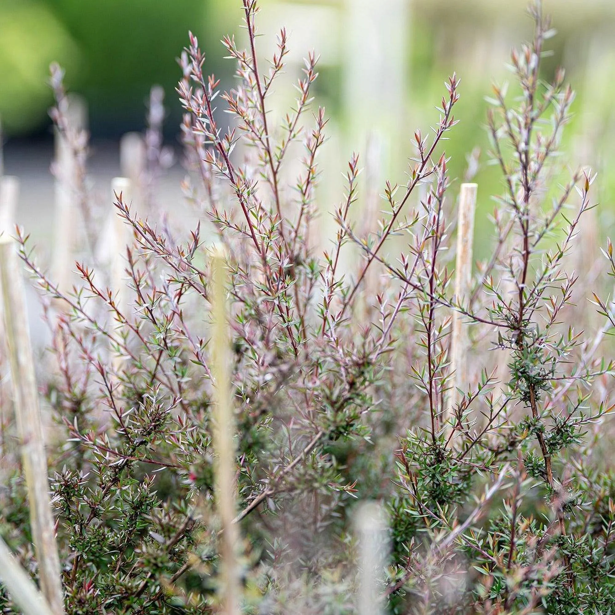 Nanum Rubrum Tea Tree - Leptospermum scoparium 'Nanum Rubrum'