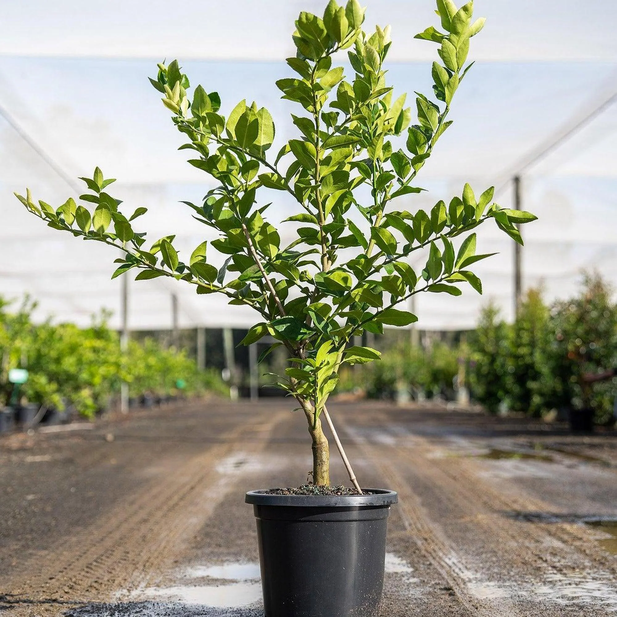 Persian Lime Tree - Citrus latifolia - Image 2