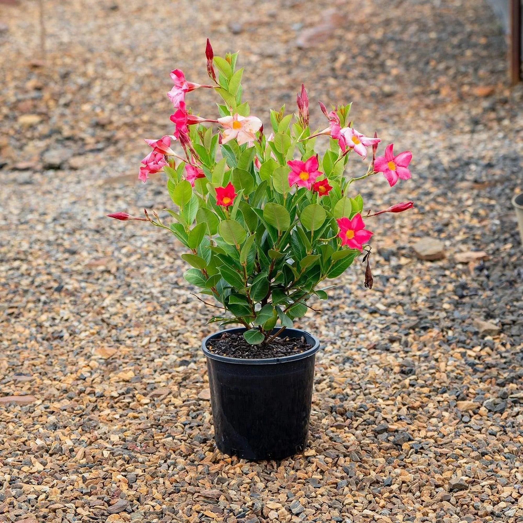 Pink Dipladenia - Mandevilla sanderi 'Rosea' - Image 2