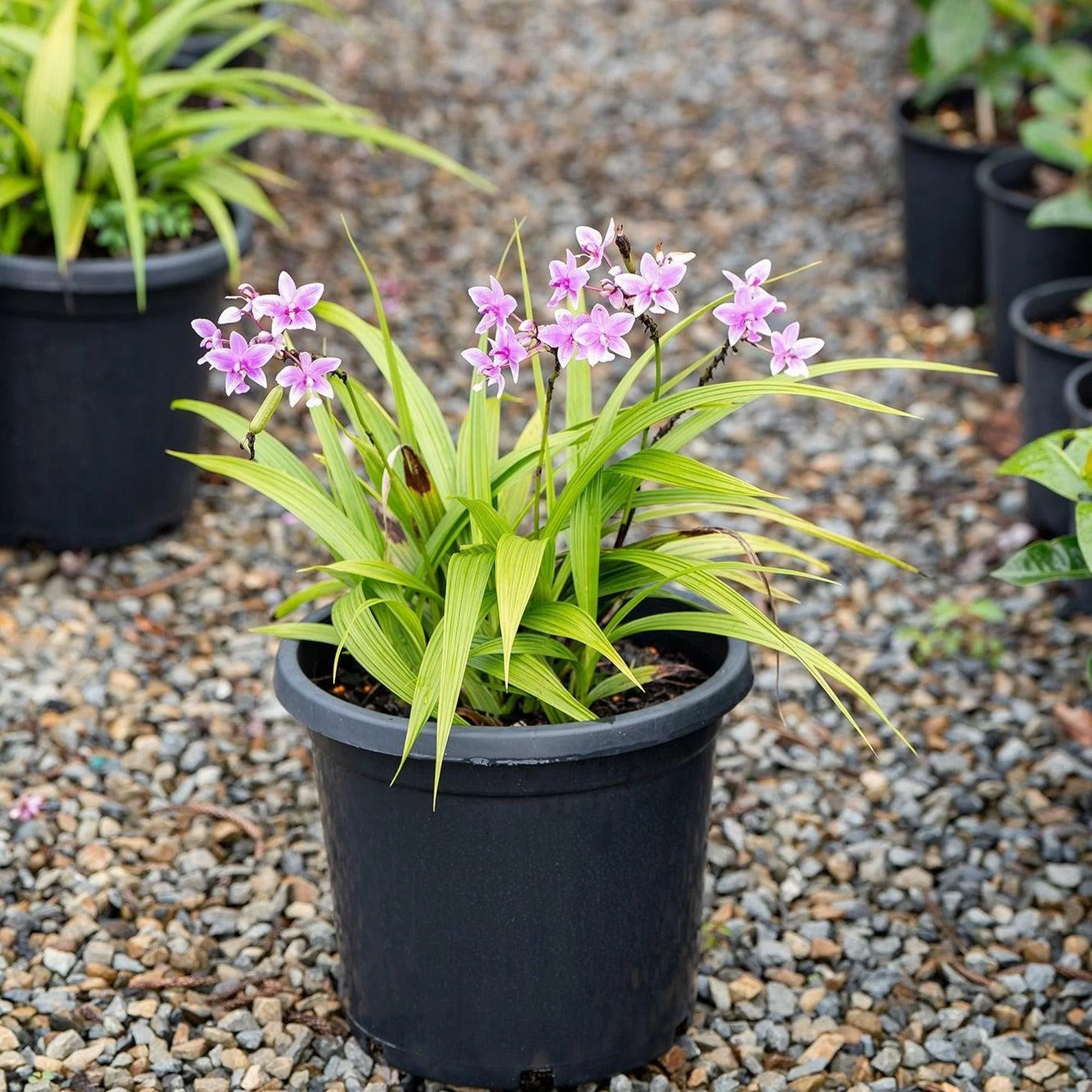 Pink Spathoglottis Orchid - Spathoglottis plicata - Image 2