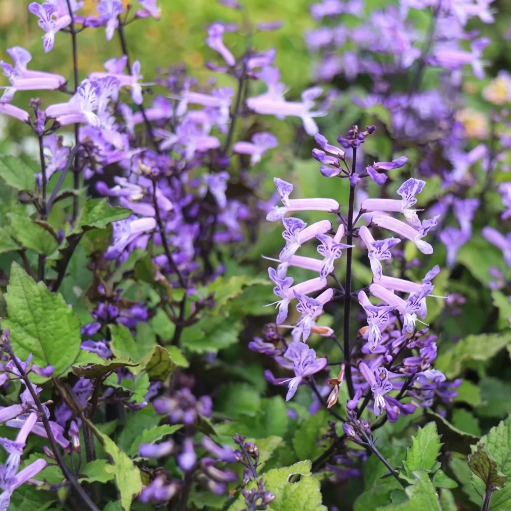 Plectranthus ‘Cape Angel Purple’ - Plectranthus ‘Cape Angel Purple’