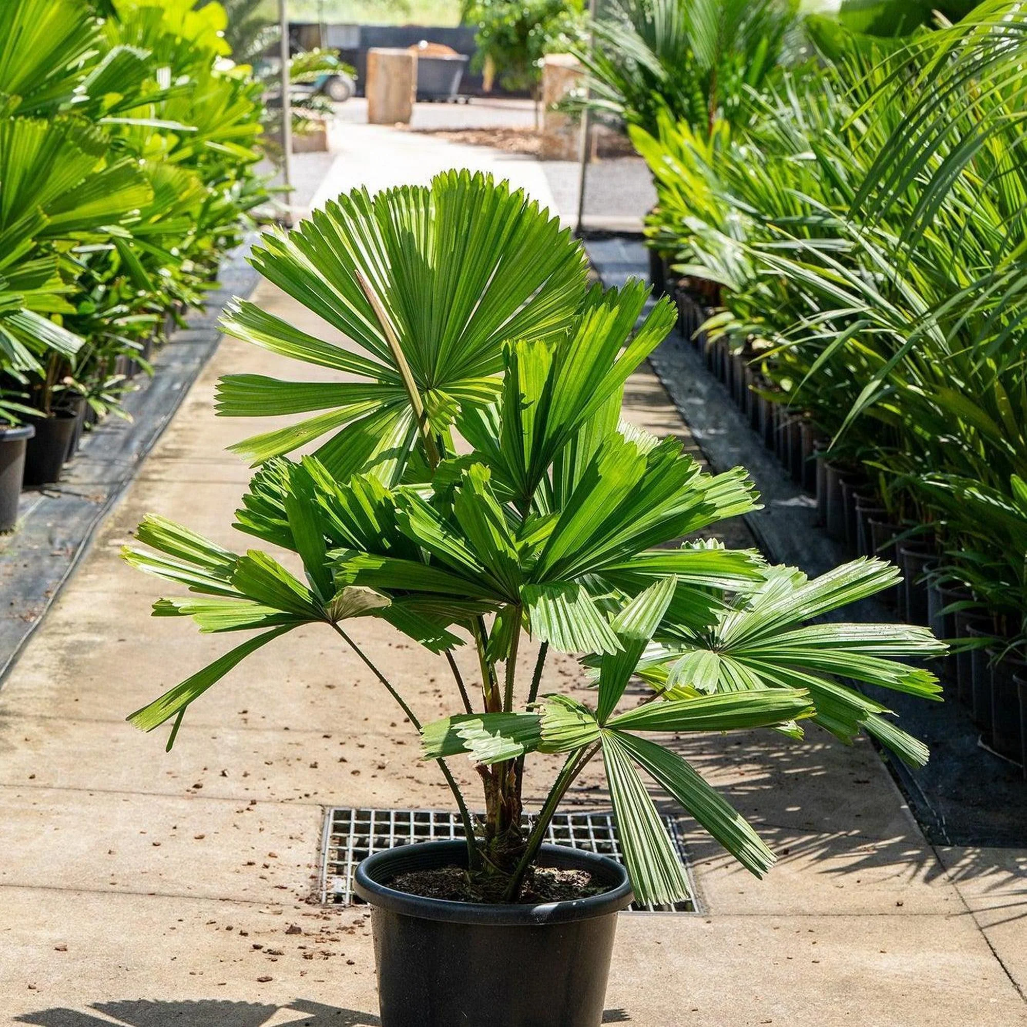 Ramsay's Fan Palm - Licuala ramsayi - Image 2