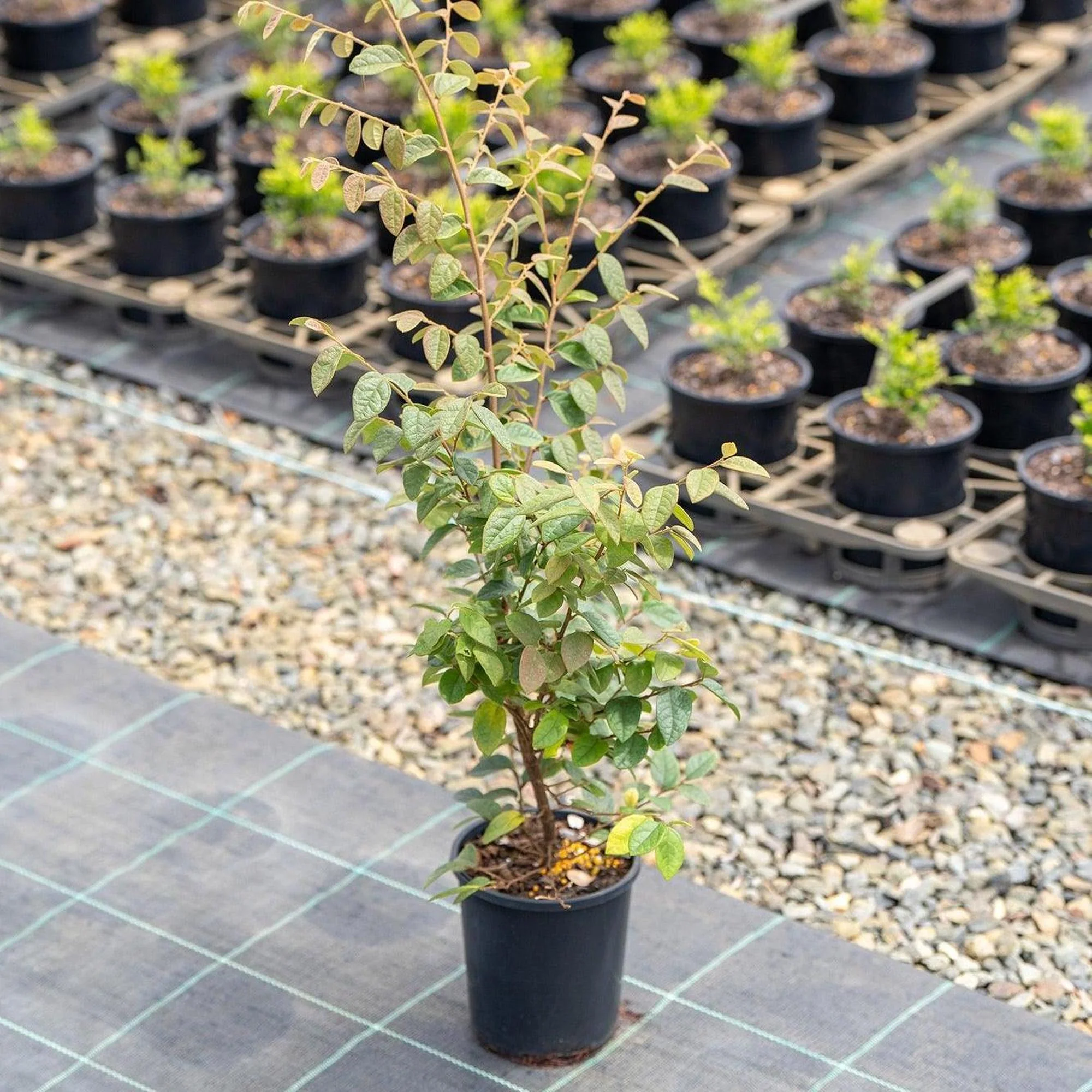 Razzleberri Loropetalum - Loropetalum chinense 'Razzleberri' - Image 2