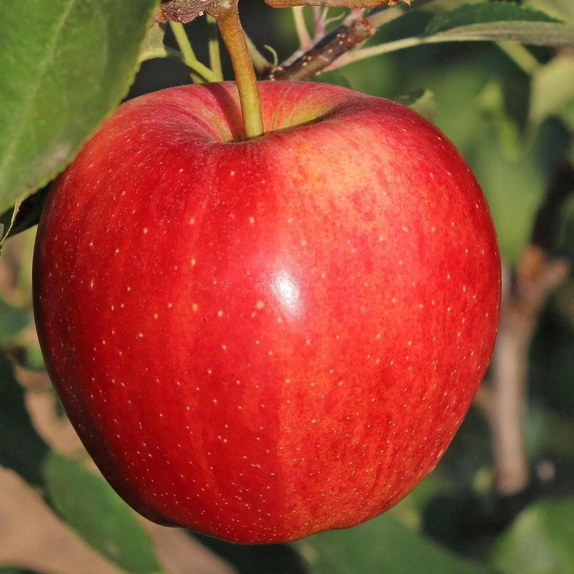 Red Fuji Apple Tree - Malus domestica 'Red Fuji'