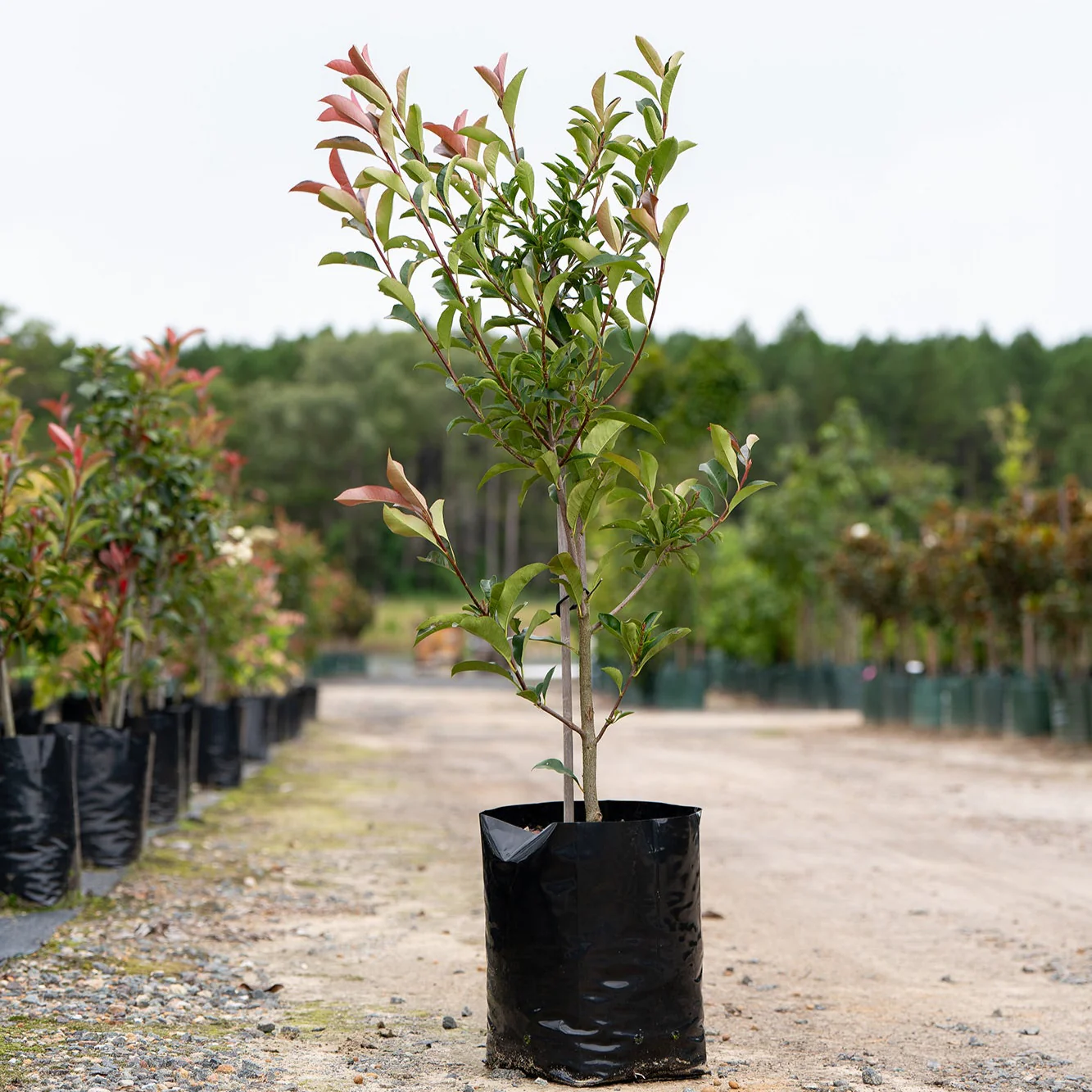 Red Robin - Photinia × fraserii - Image 3