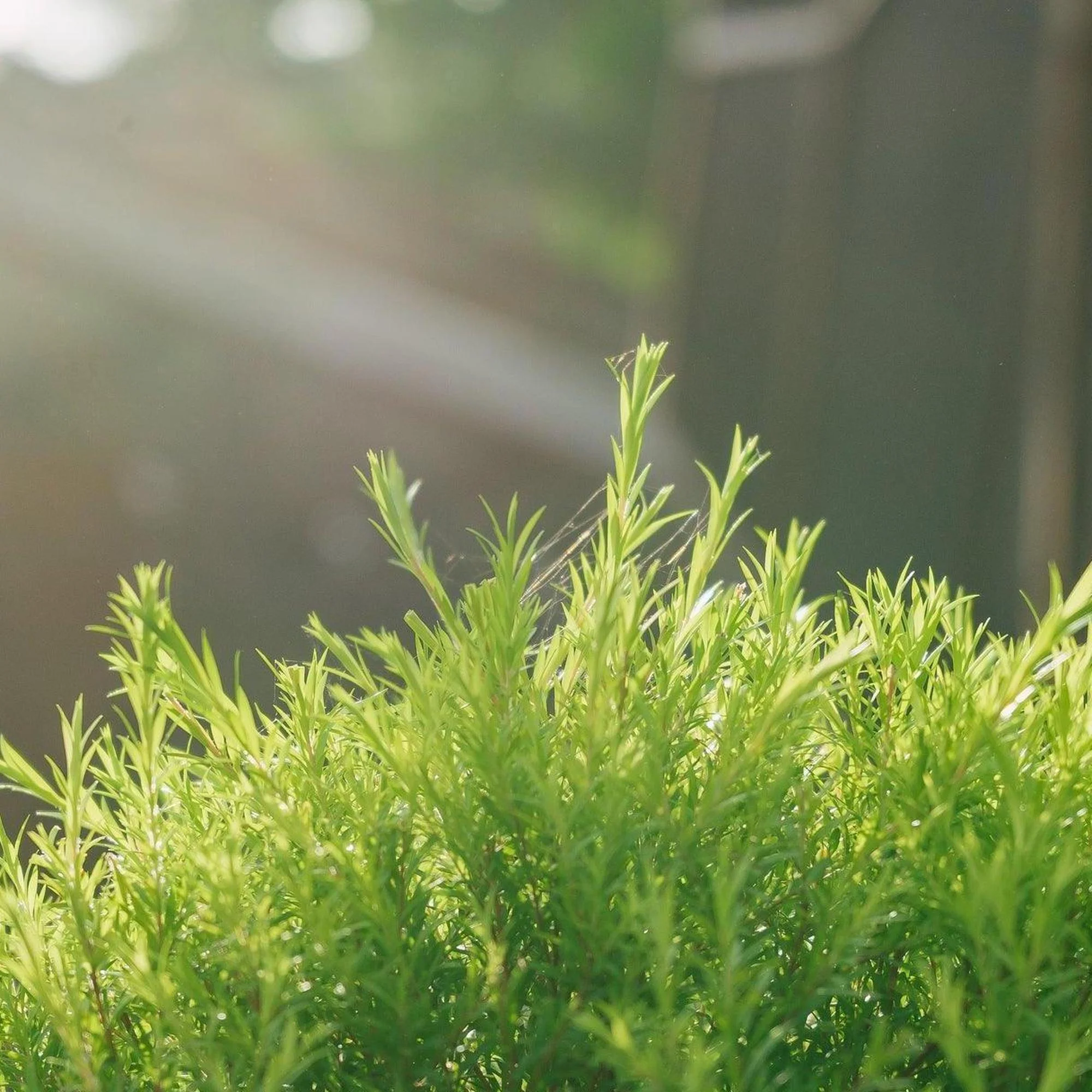 Revolution Green Melaleuca - Melaleuca bracteata 'Revolution Green' - Image 2