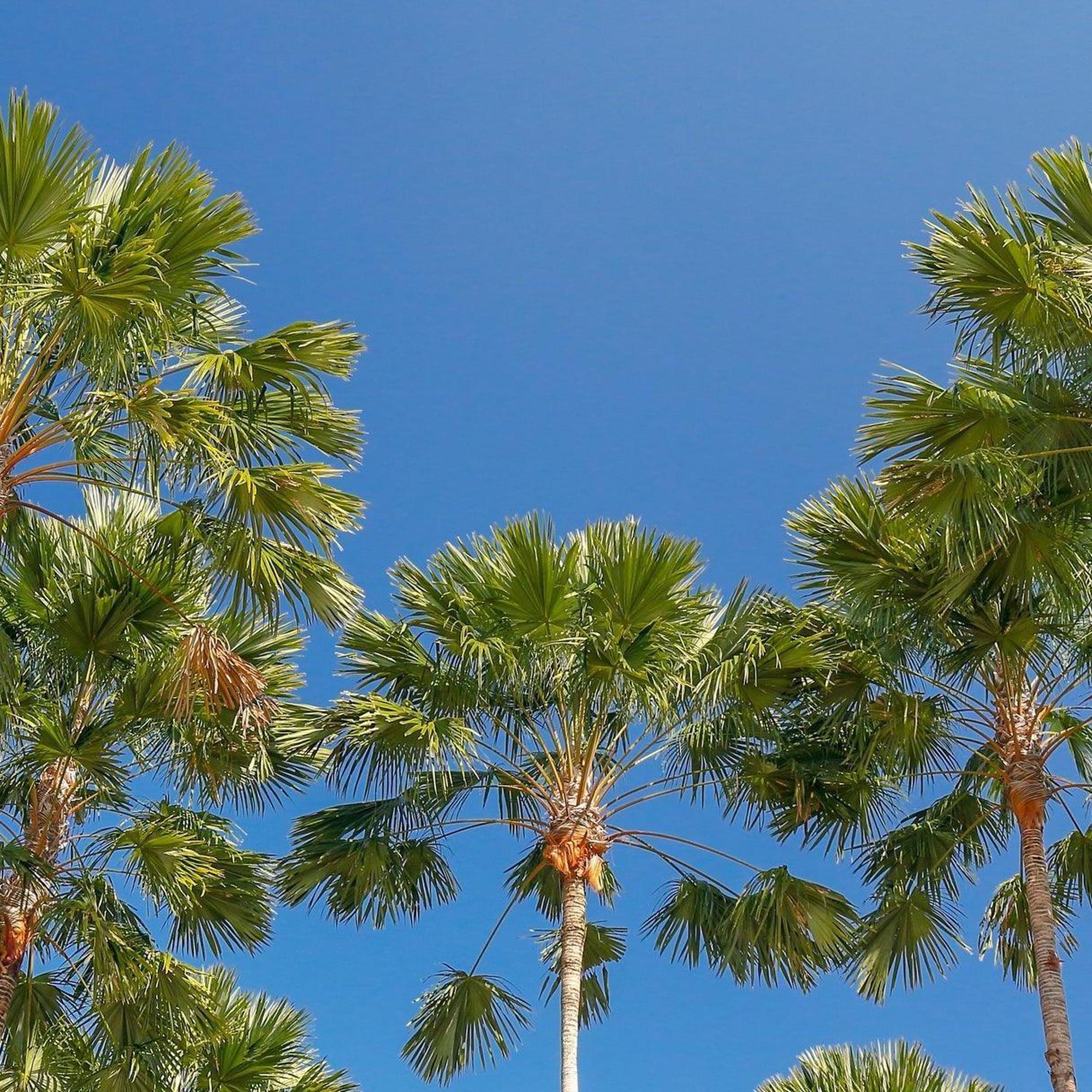 Rigid Fan Palm - Livistona rigida