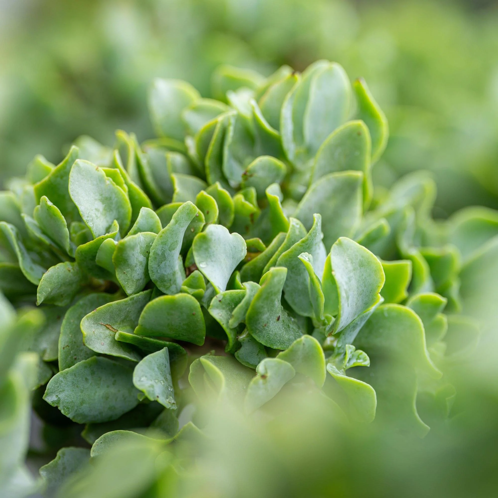 Ripple Jade - Crassula arborescens undulatifolia - Image 2