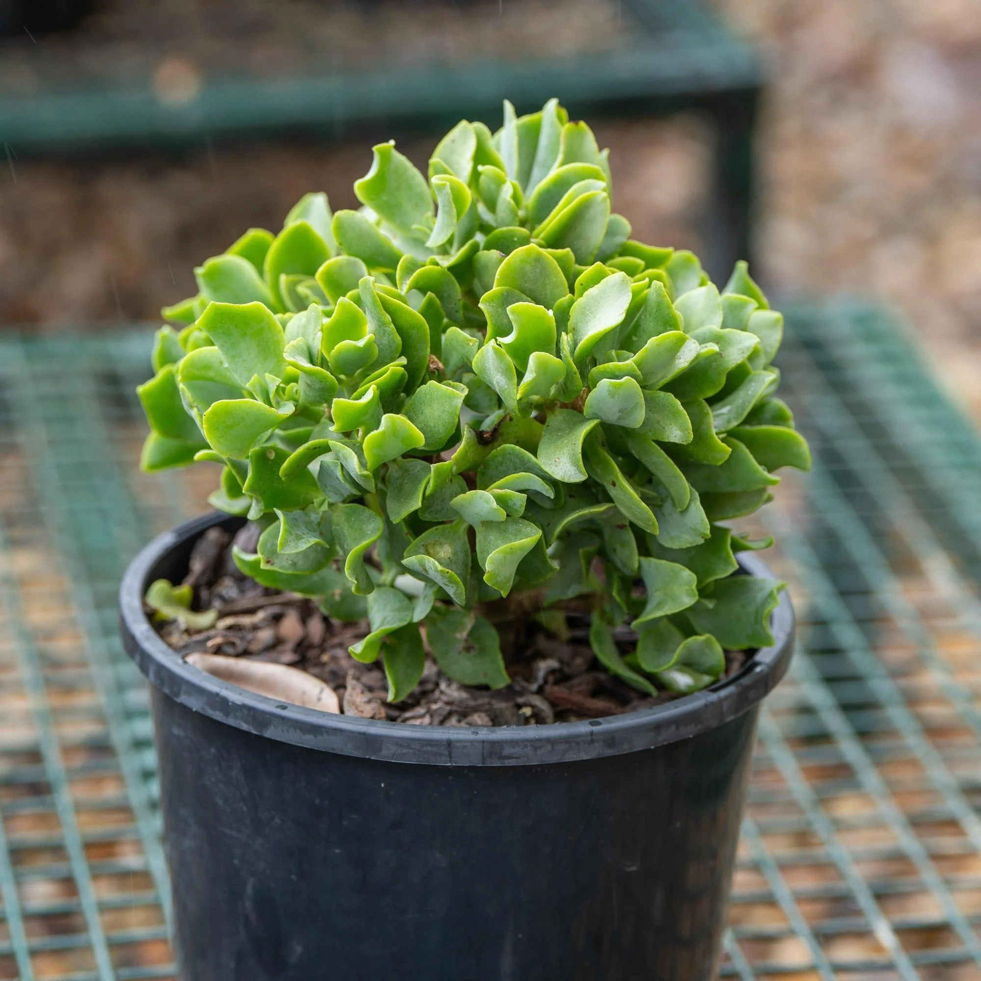 Ripple Jade - Crassula arborescens undulatifolia - Image 3