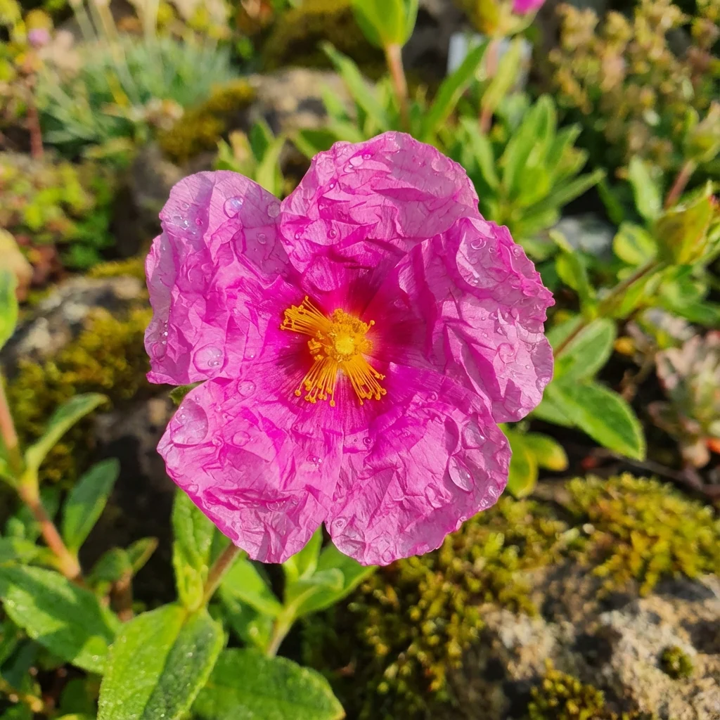 Rock Rose - Cistus ‘Sunset’