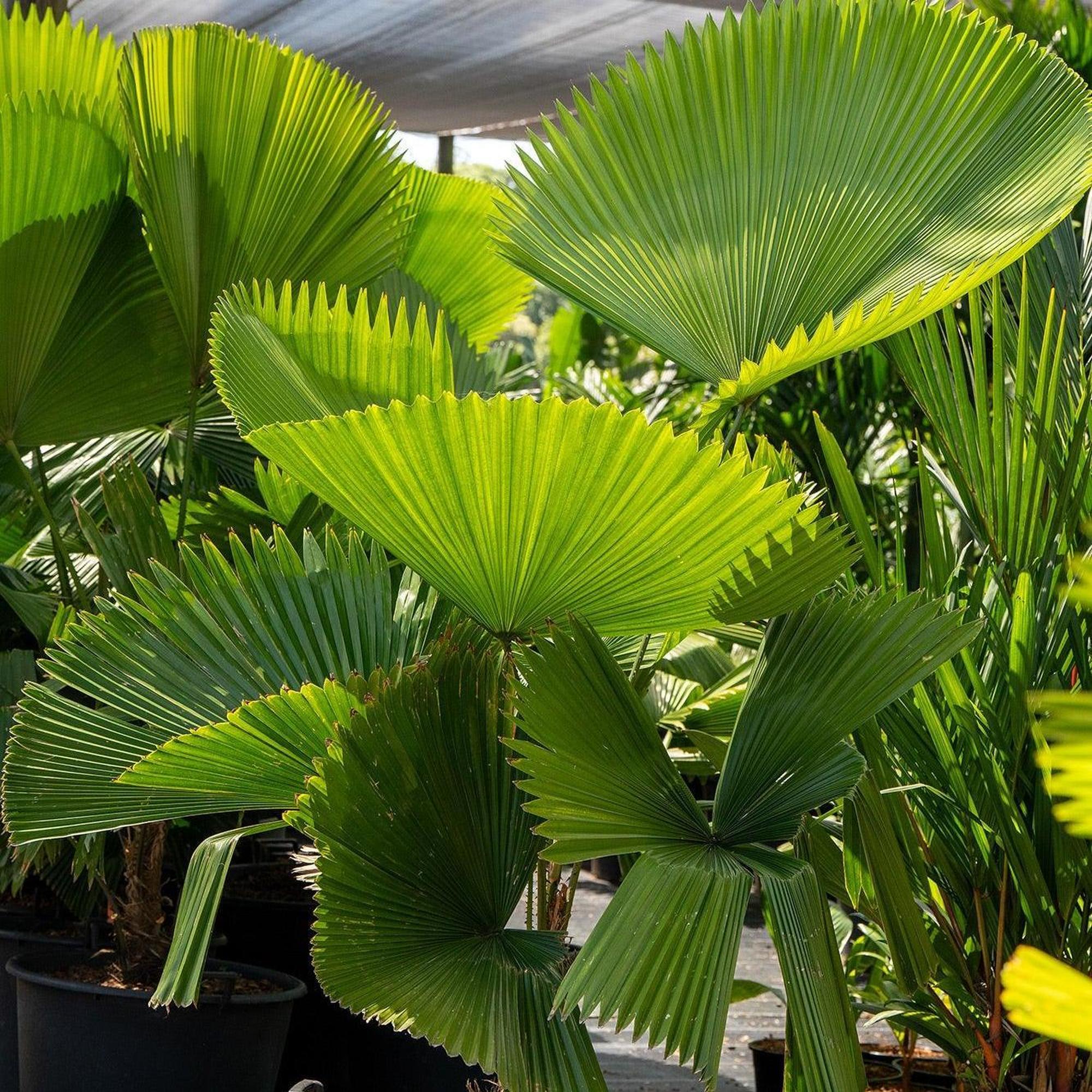 Ruffled Fan Palm - Licuala grandis - Image 2