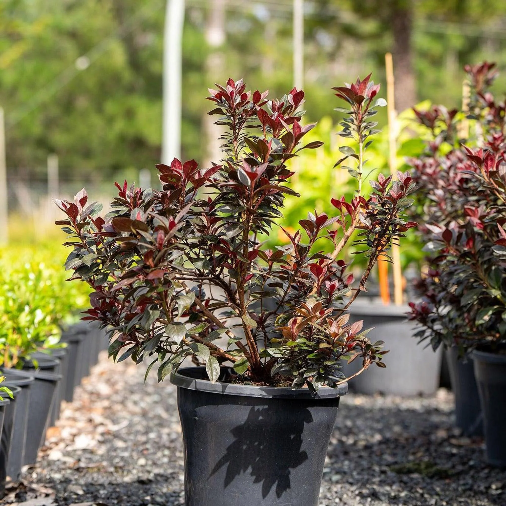 Shiraz Indica Azalea - Azalea indica 'Shiraz' - Image 2