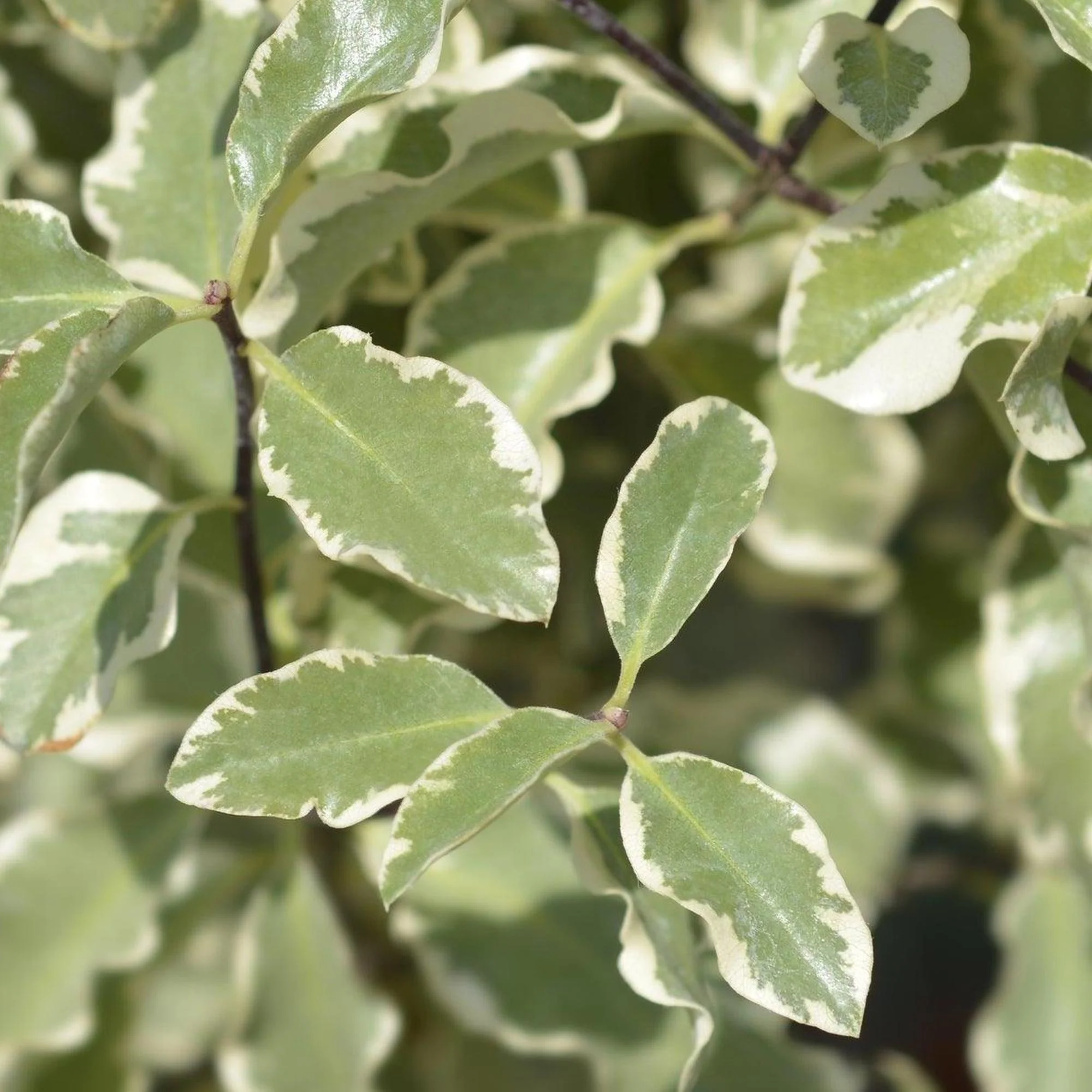 Silver Sheen Dream Kohuhu - Pittosporum tenuifolium 'Silver Sheen Dream' - Image 2