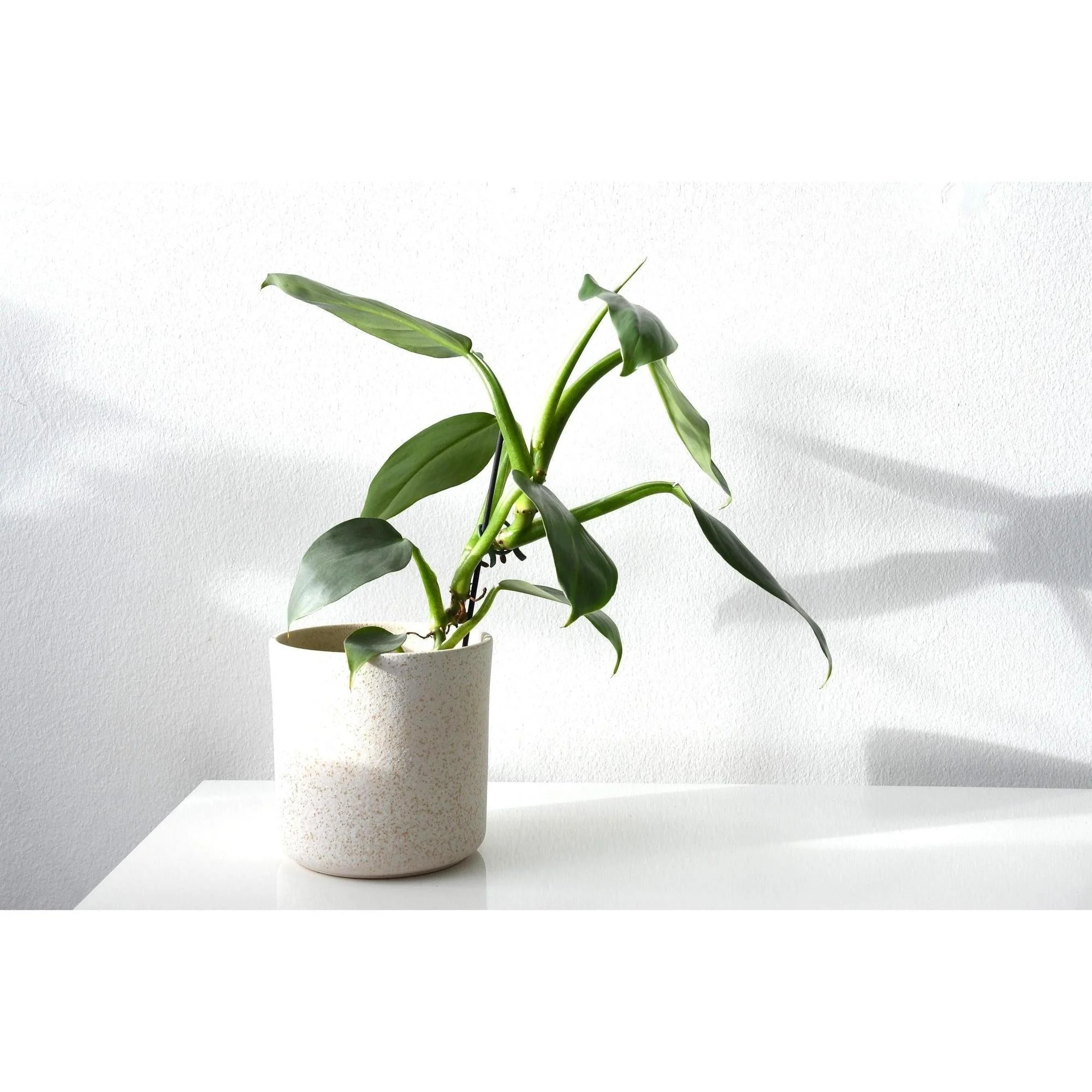 Silver Sword Philodendron - Philodendron hastatum 'Silver Sword' - Image 2