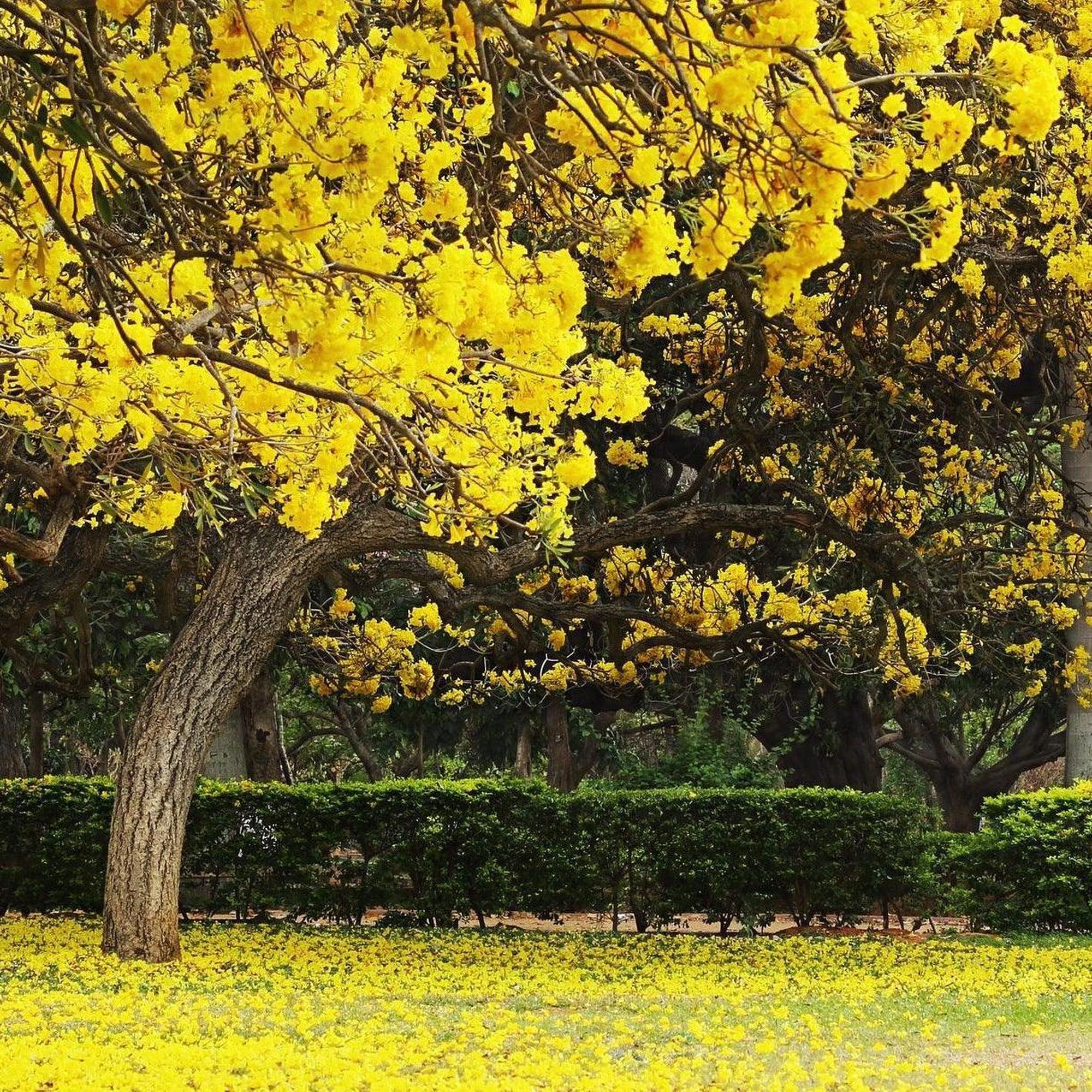 Silver Trumpet Tree - Tabebuia argentea - Image 2