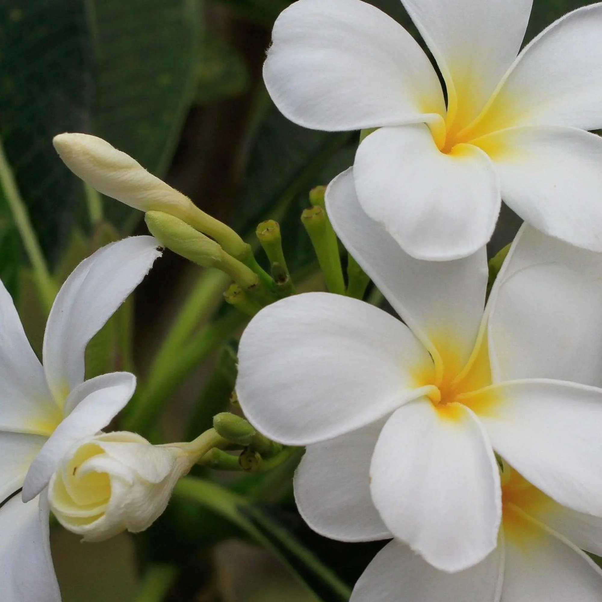 Singapore White Frangipani - Plumeria obtusa - Image 2