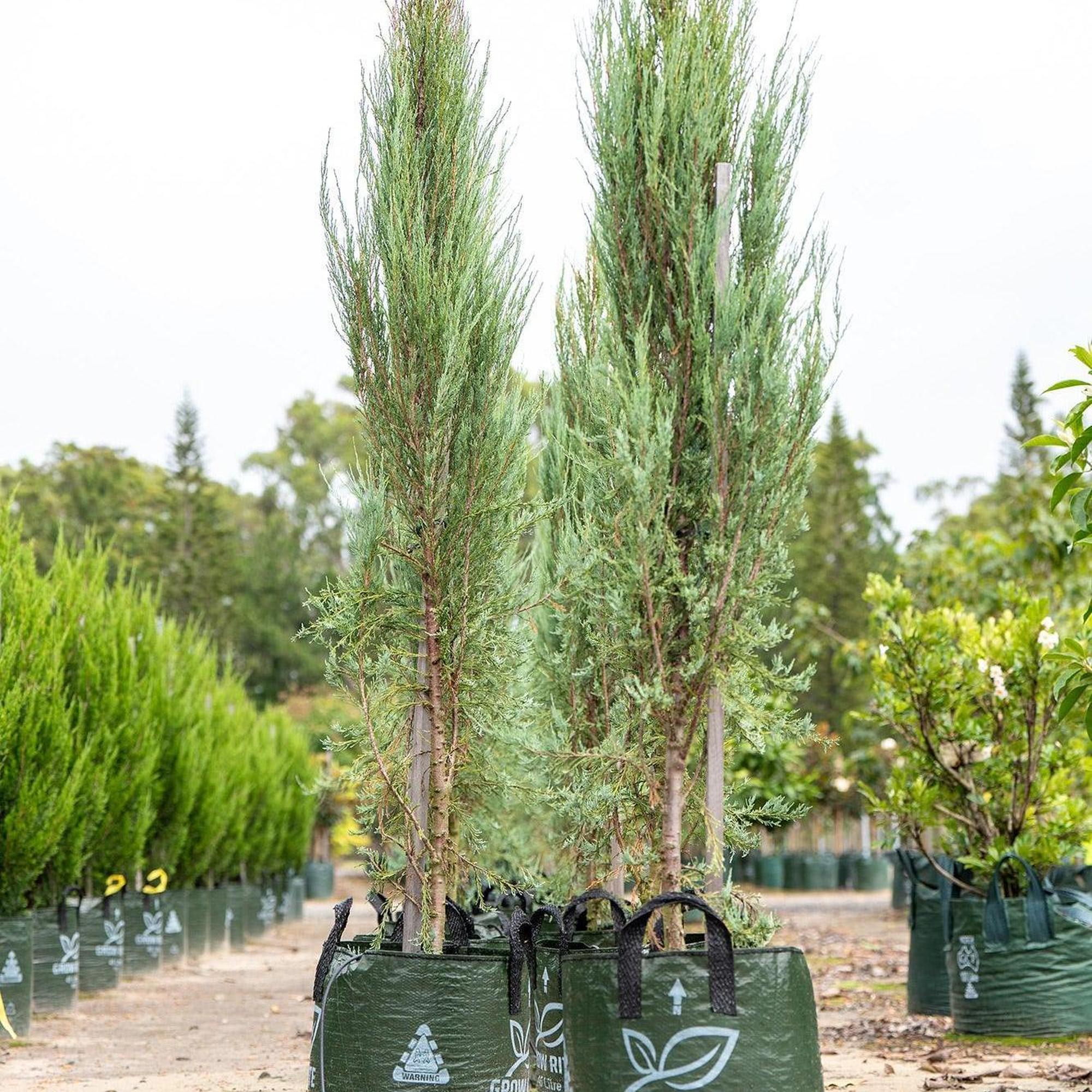 Skyrocket Juniper - Juniperus virginiana 'Skyrocket' - Image 2