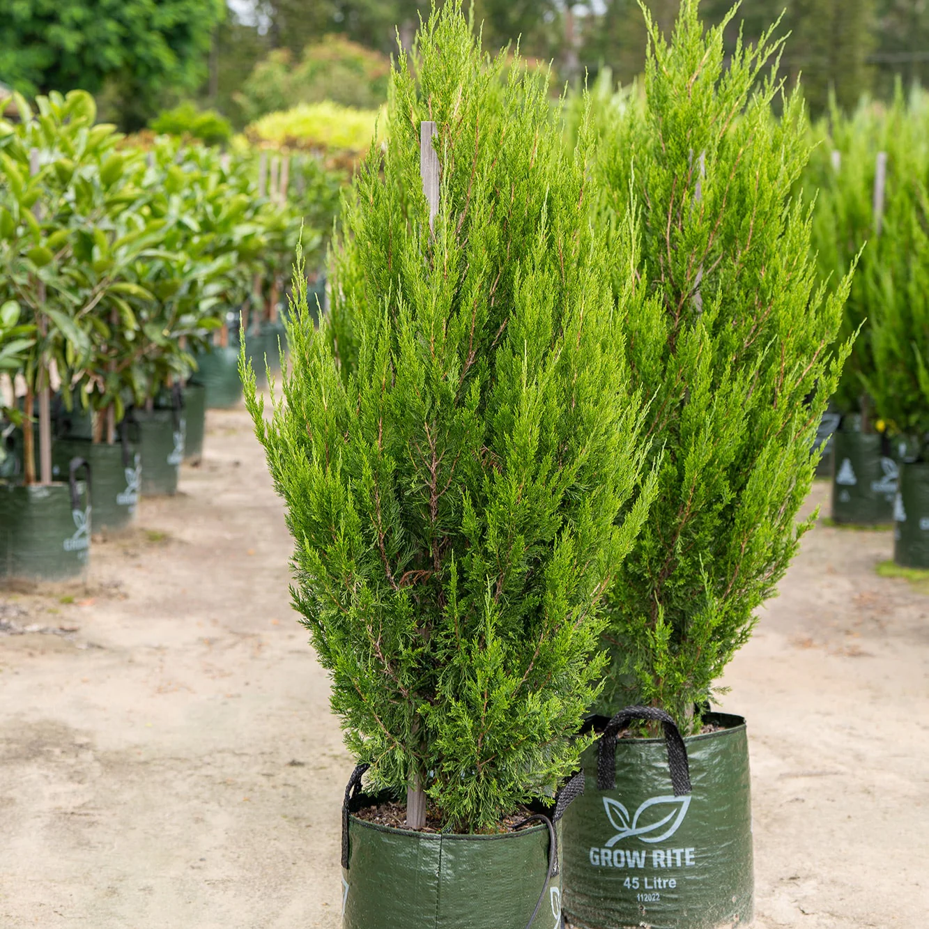 Spartan Juniper - Juniperus 'Spartan' - Image 3