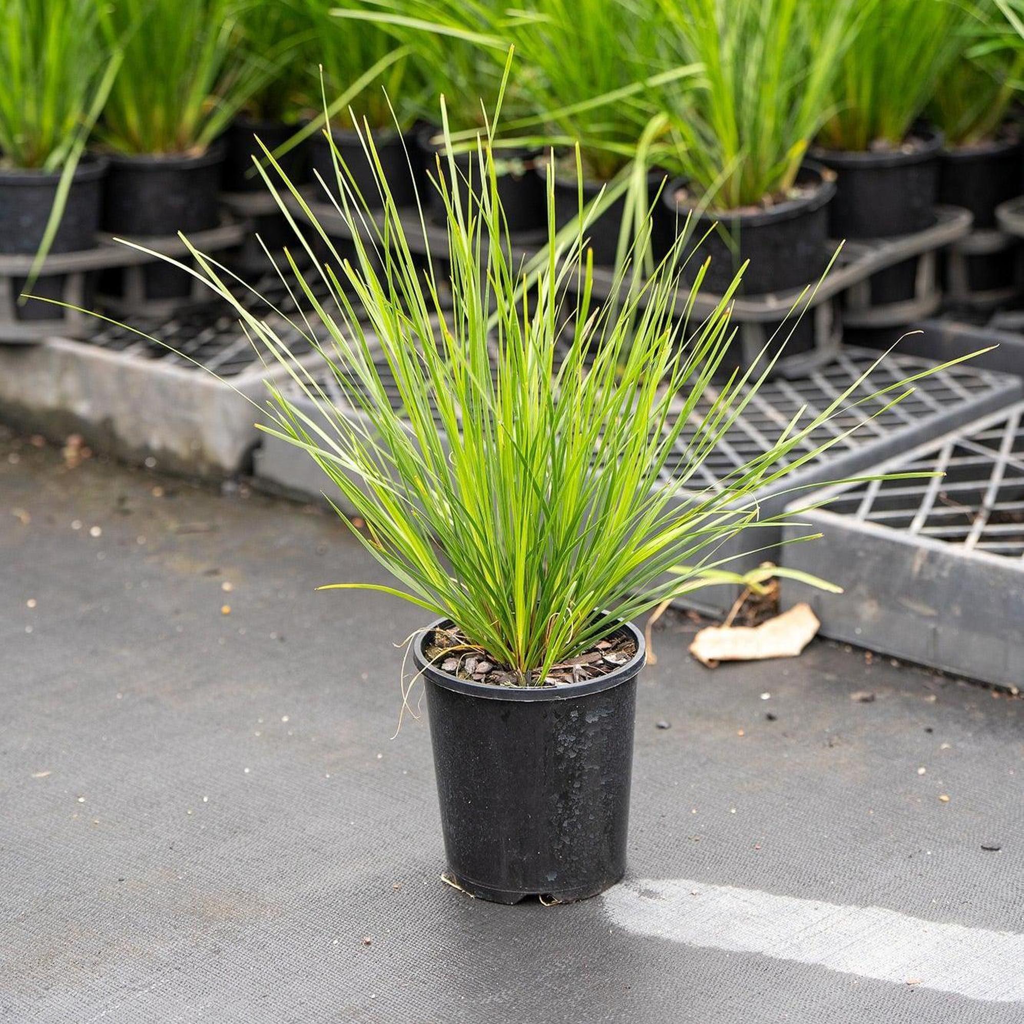 Spiny Head Mat Rush - Lomandra longifolia 'Verday' - Image 3