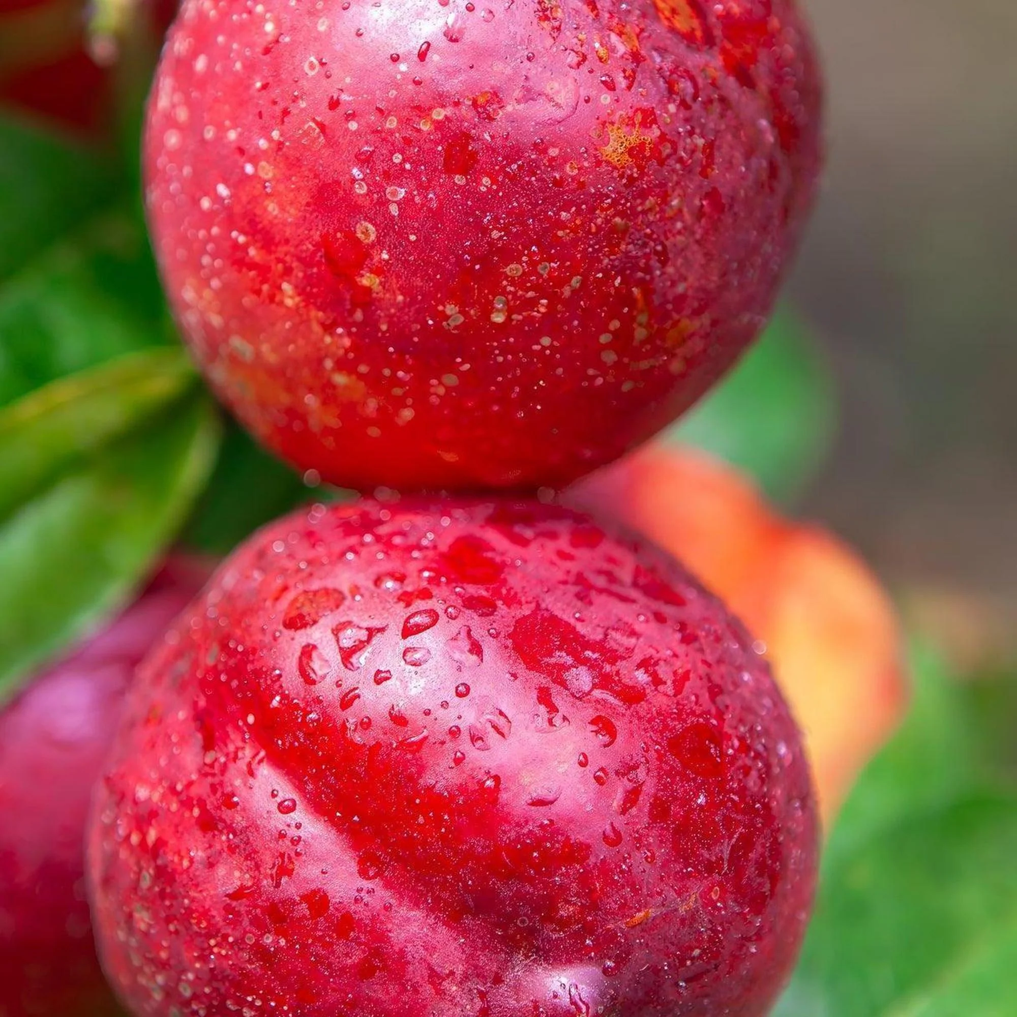Sunbob Nectarine Tree - Prunus persica var. nucipersica 'Sunbob'