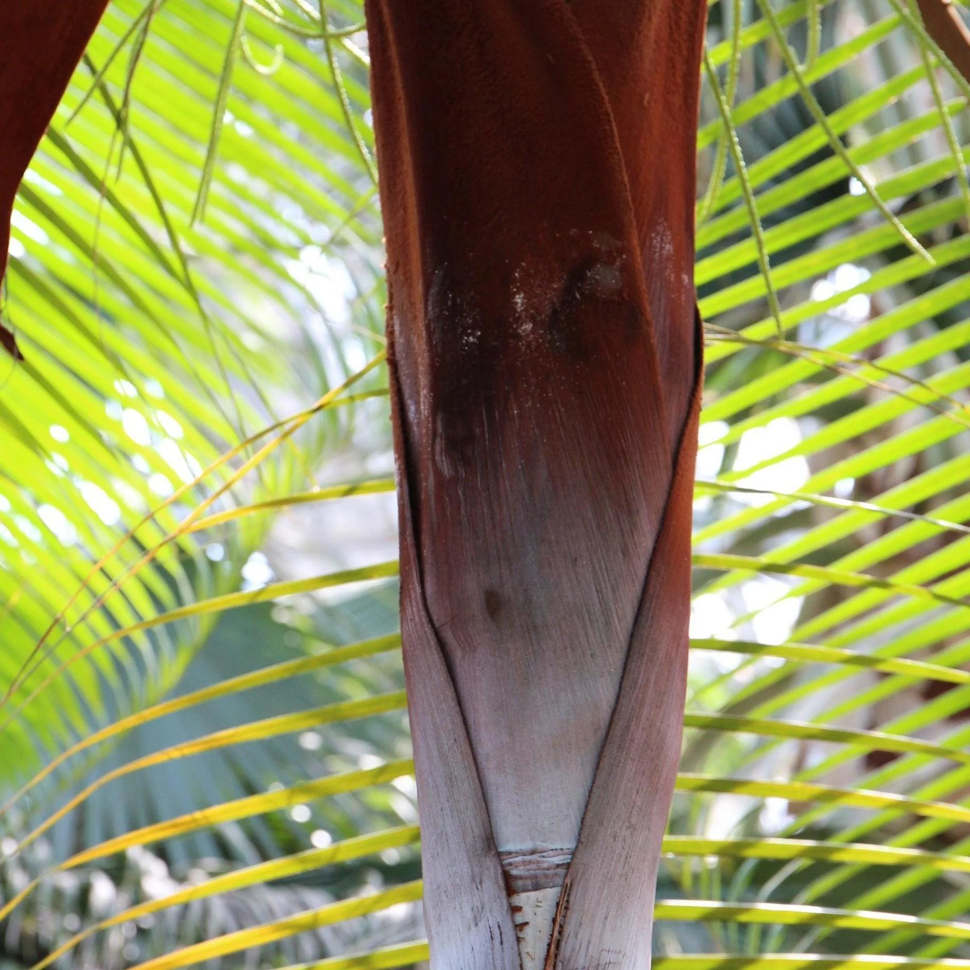 Teddy Bear Palm - Dypsis leptocheilos - Image 3