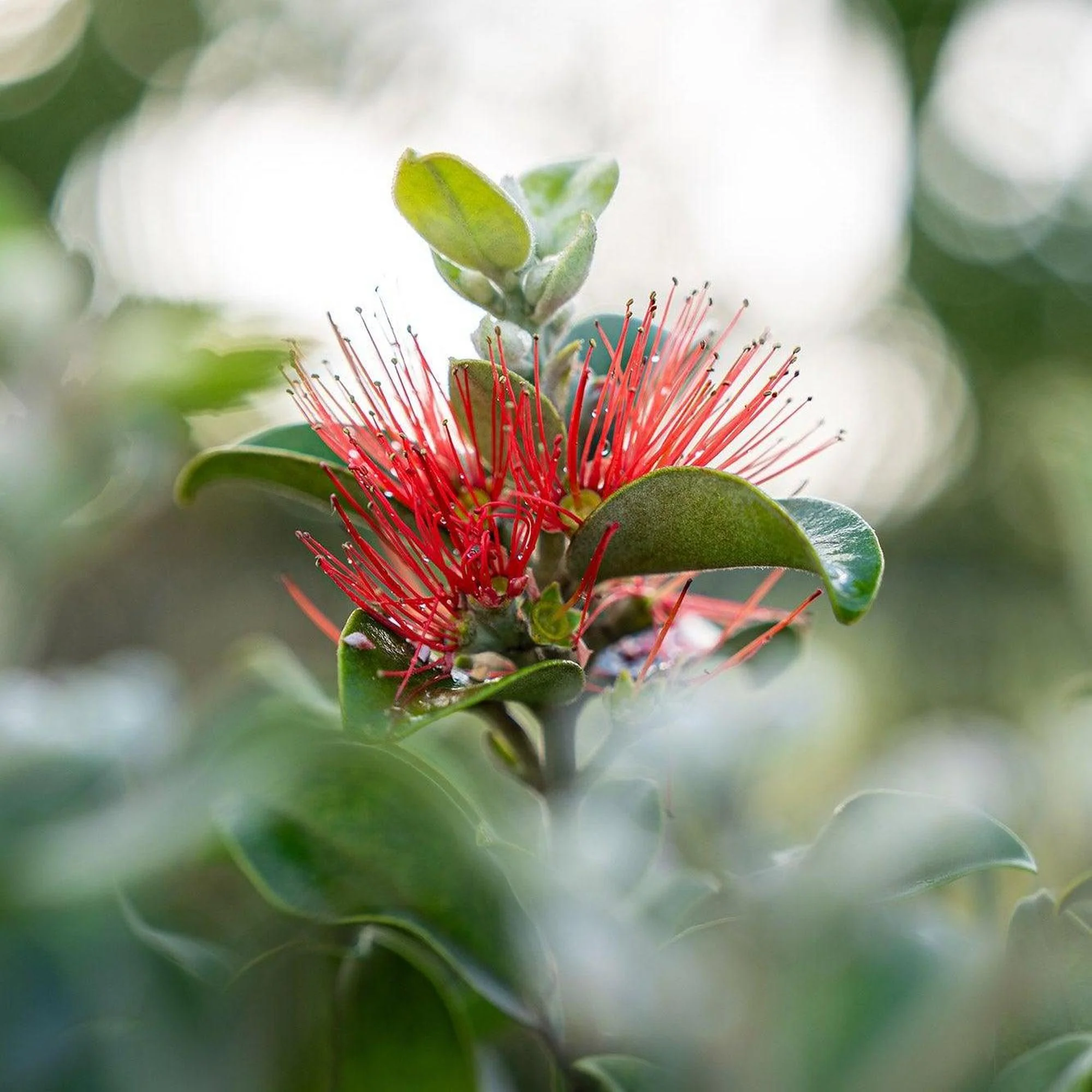 Thomas's Pohutukawa - Metrosideros thomasii - Image 2
