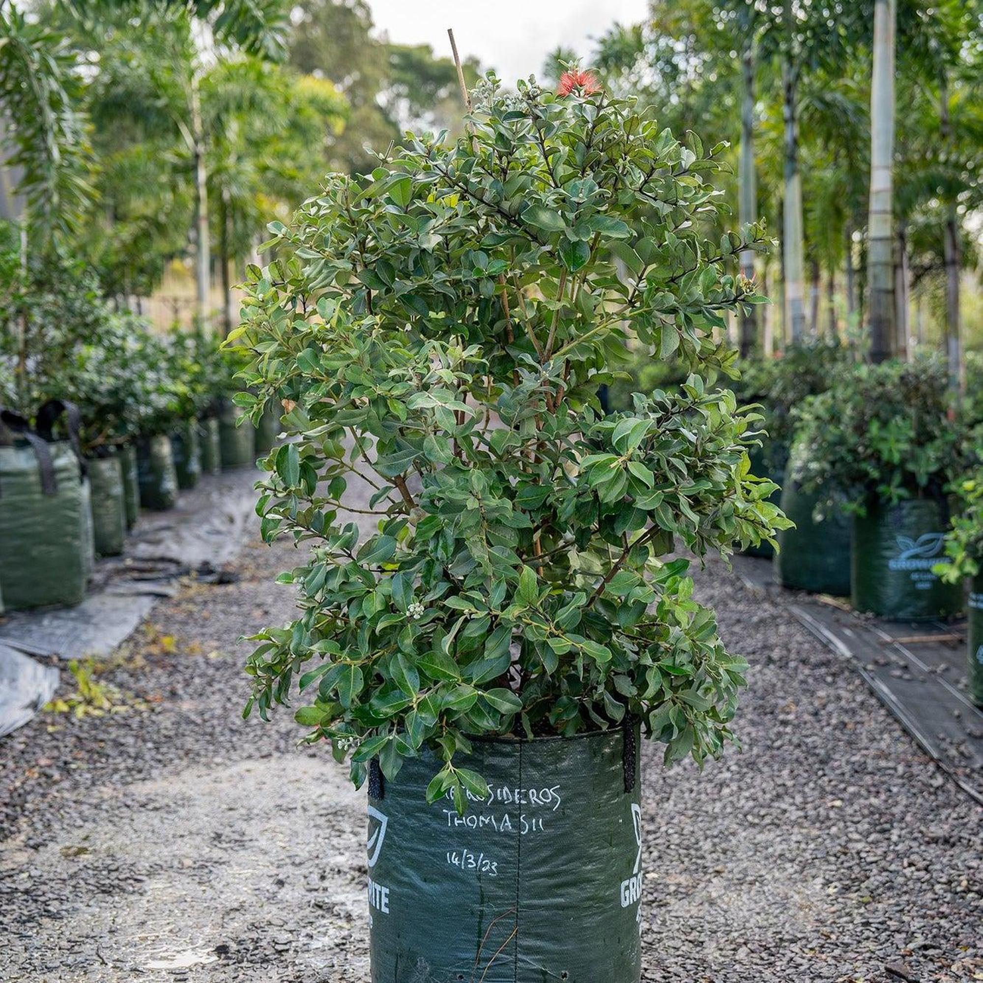 Thomas's Pohutukawa - Metrosideros thomasii - Image 3