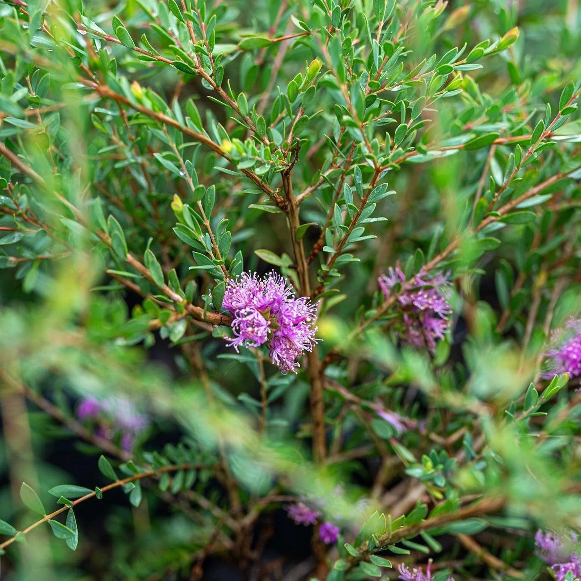 Thyme Leafed Melaleuca - Melaleuca thymifolia - Image 2