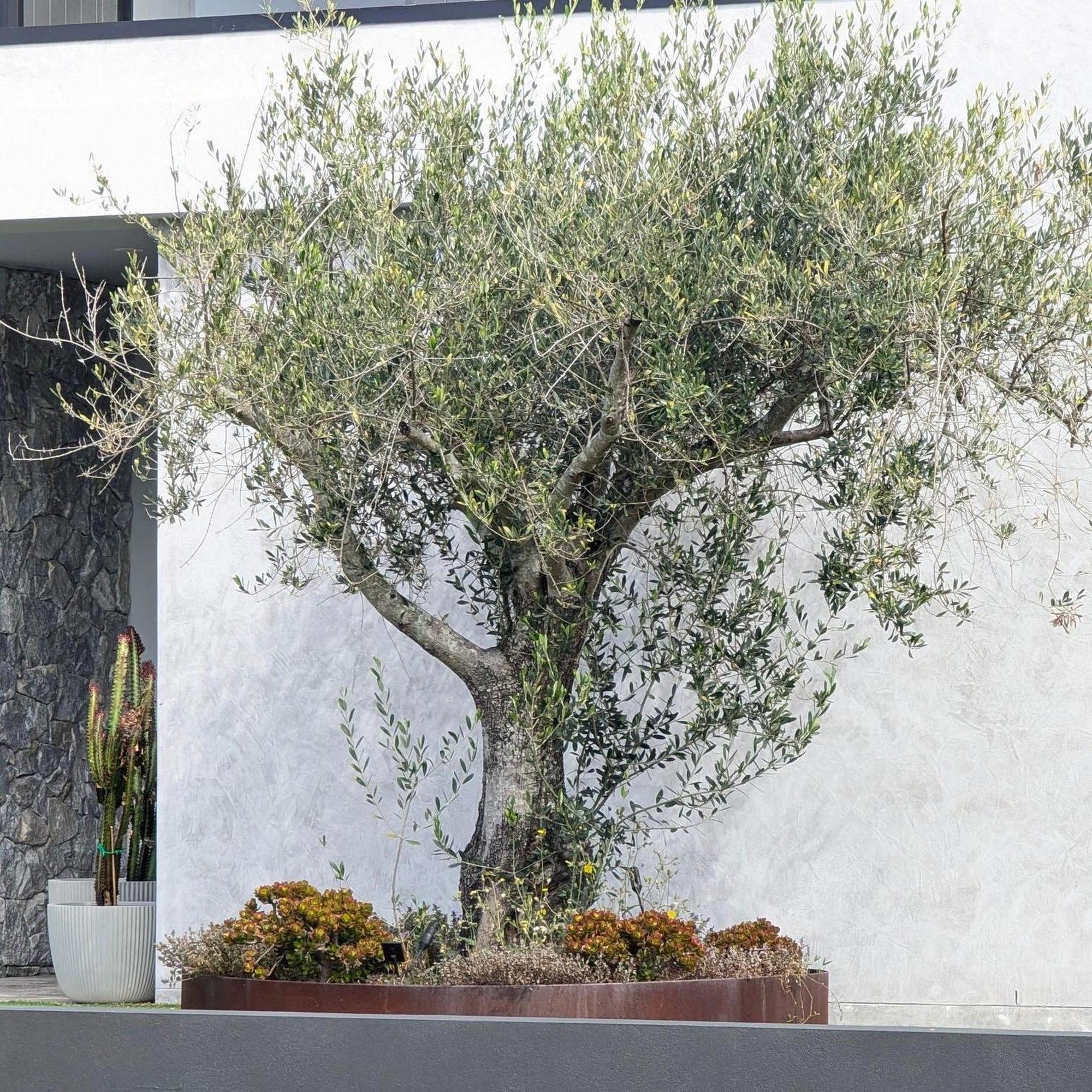 Tolleys Upright Olive Tree - Olea europaea 'Tolleys Upright' - Image 2
