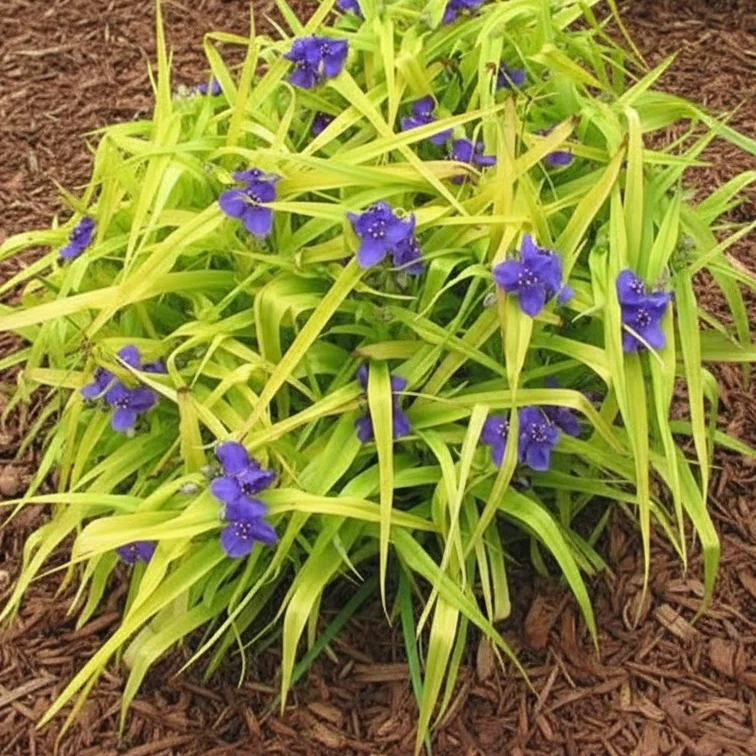 Tradescantia ‘Sweet Kate’ - Tradescantia ‘Sweet Kate’ - Image 2
