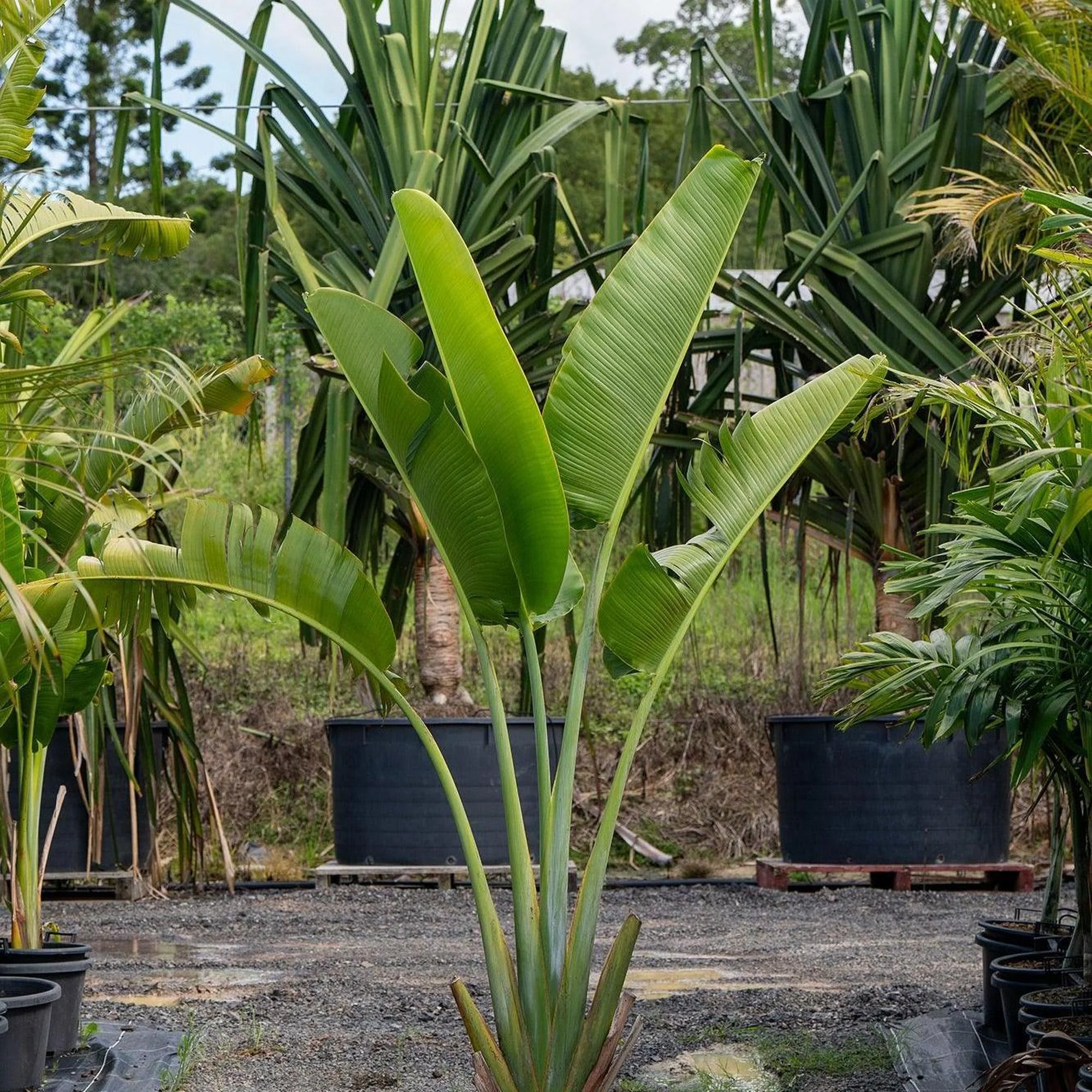 Traveler's Palm - Ravenala madagascariensis - Image 2