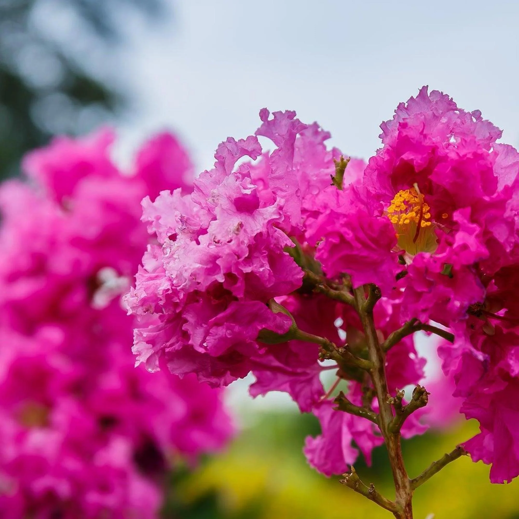 Tuscarora Crepe Myrtle - Lagerstroemia 'Tuscarora' - Image 2
