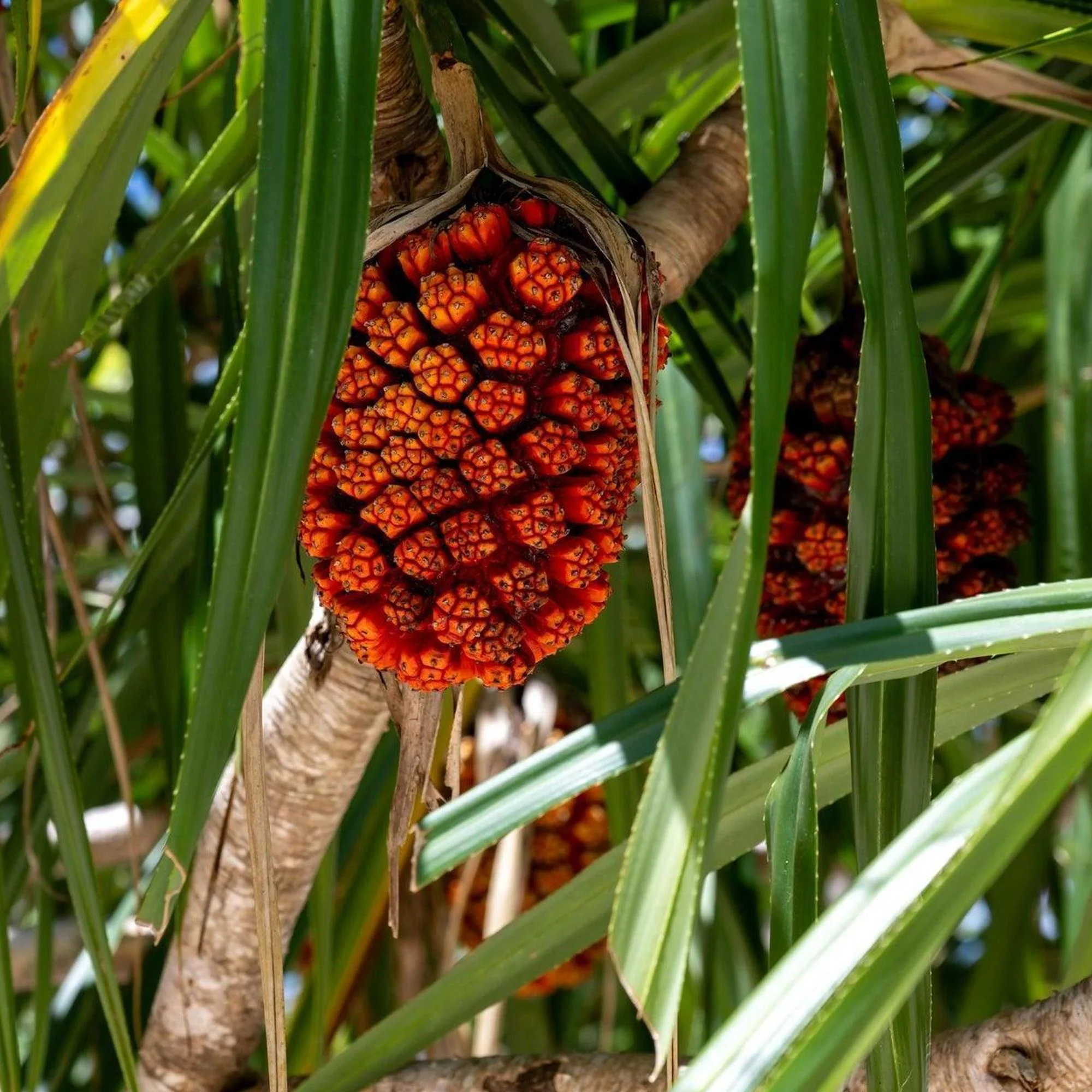Unicorn Pandanus - Pandanus unicornutus