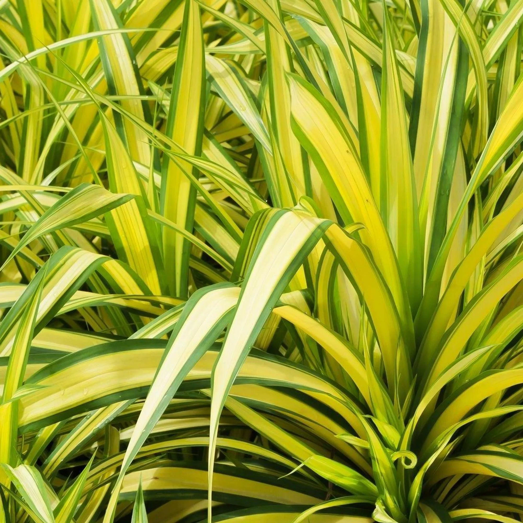 Variegated Baptist's Pandanus - Pandanus baptistii 'Variegated'