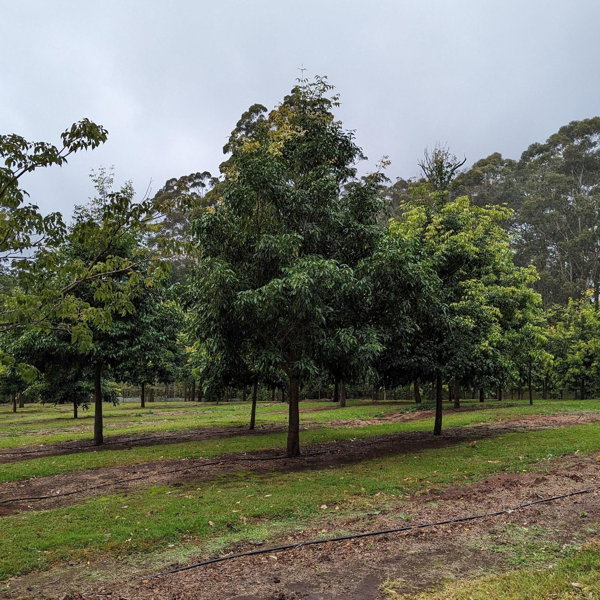 Waterhousia floribunda (Weeping Lilly Pilly) - Ex Ground - Image 2
